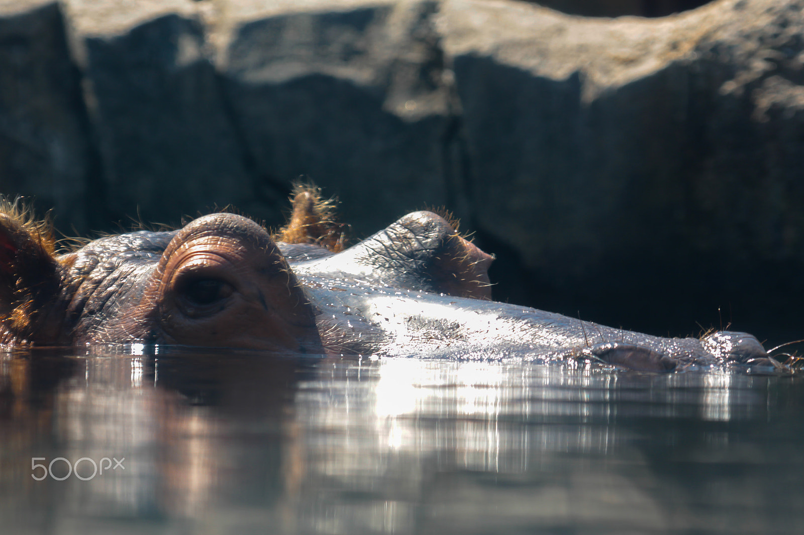 Sigma 70-200mm F2.8 EX DG OS HSM sample photo. Peek a boo hippo photography