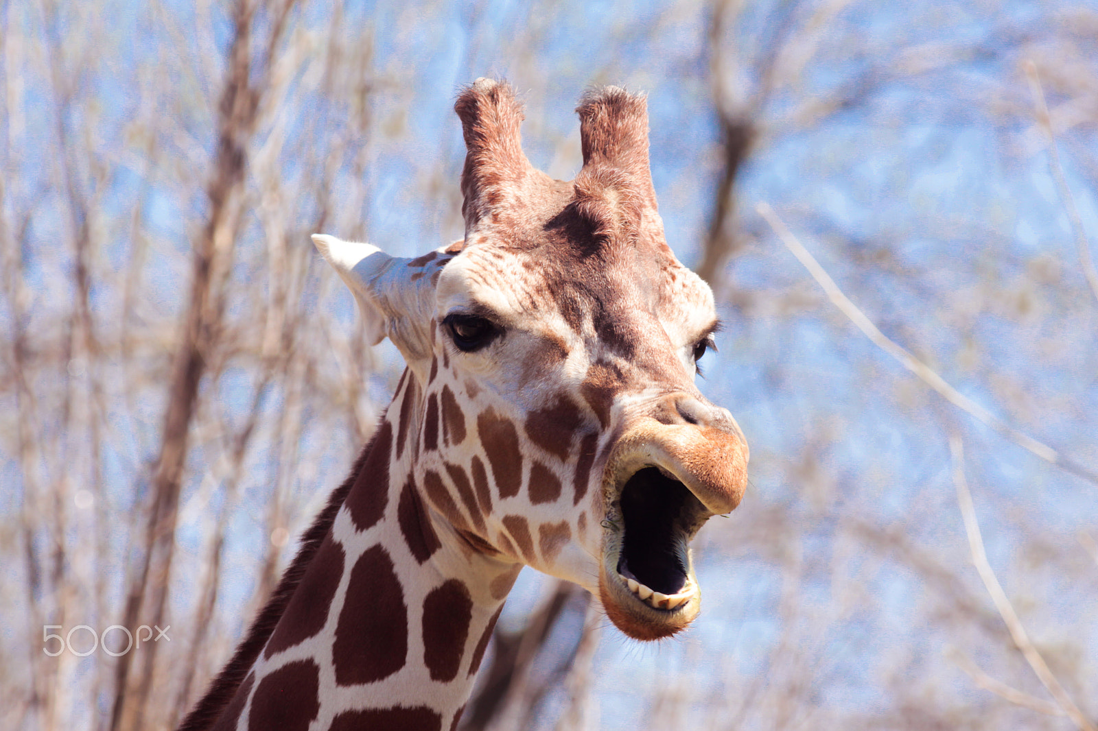 Sigma 70-200mm F2.8 EX DG OS HSM sample photo. Giraffe photography