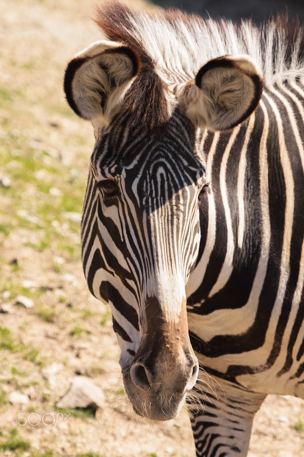 Sigma 70-200mm F2.8 EX DG OS HSM sample photo. Zebra 1 photography