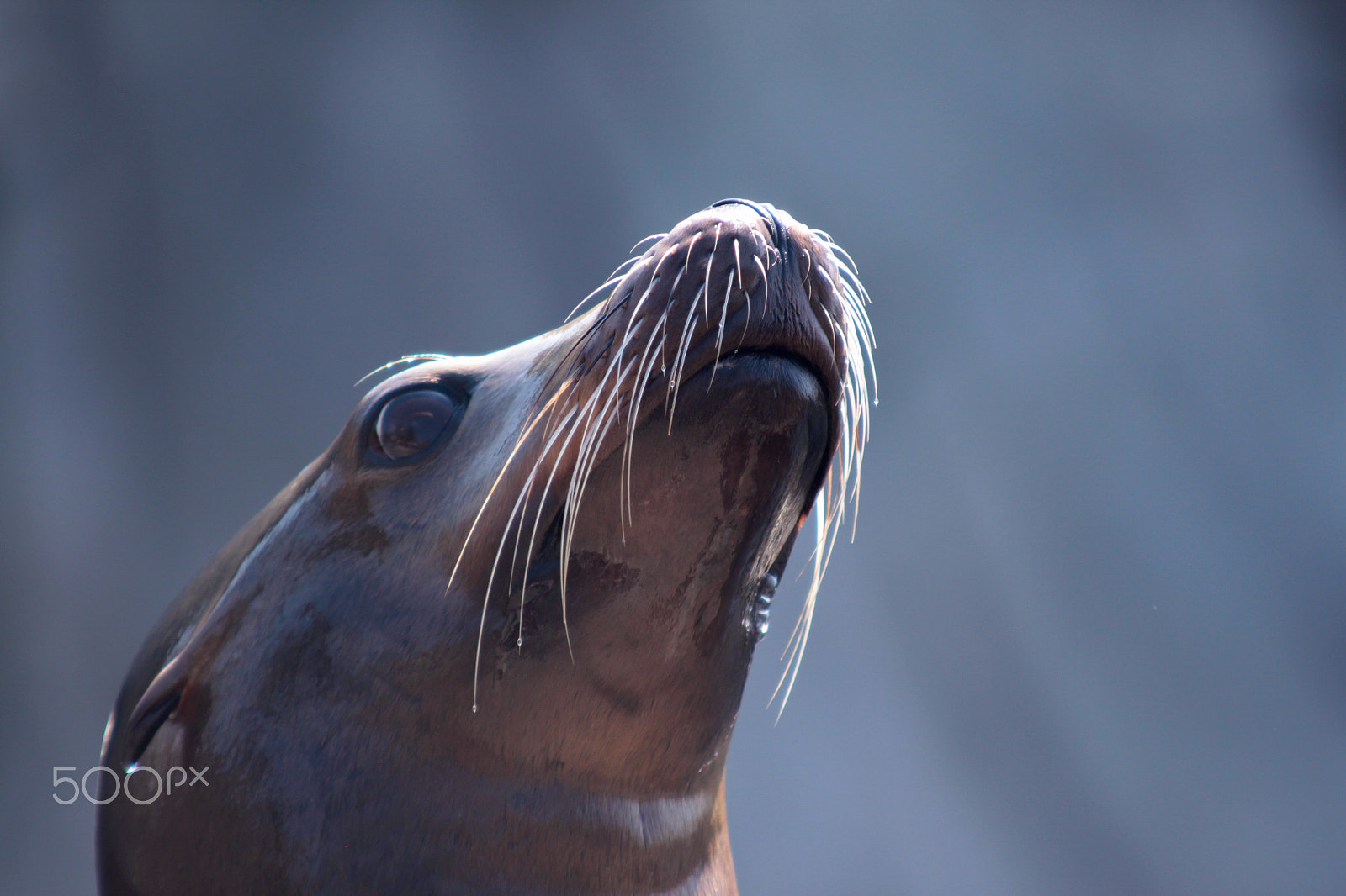 Sigma 70-200mm F2.8 EX DG OS HSM sample photo. Seal photography