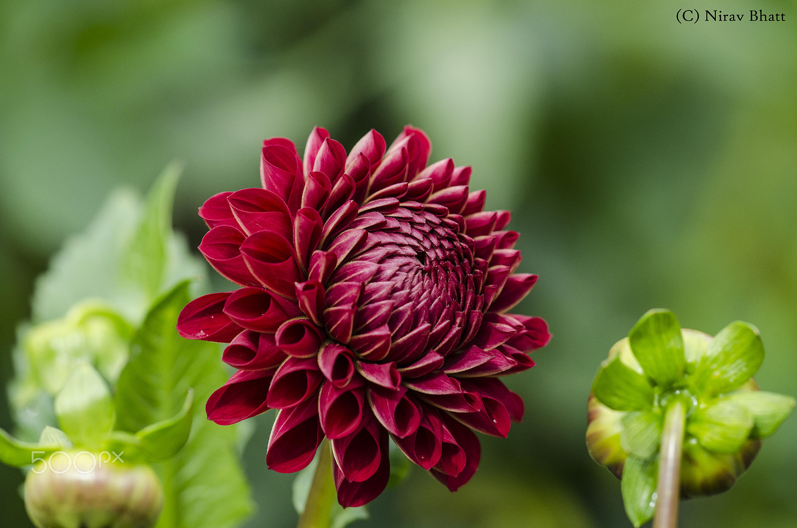 Sigma 150mm F2.8 EX DG Macro HSM sample photo. Fresh spring treat photography