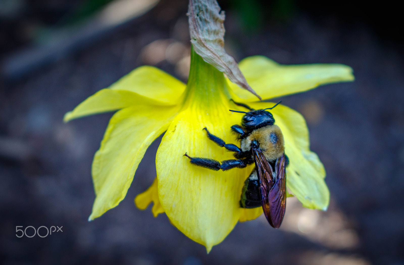 Canon EOS 7D Mark II + Canon EF-S 18-55mm F3.5-5.6 IS STM sample photo. Big ole bumblebee photography