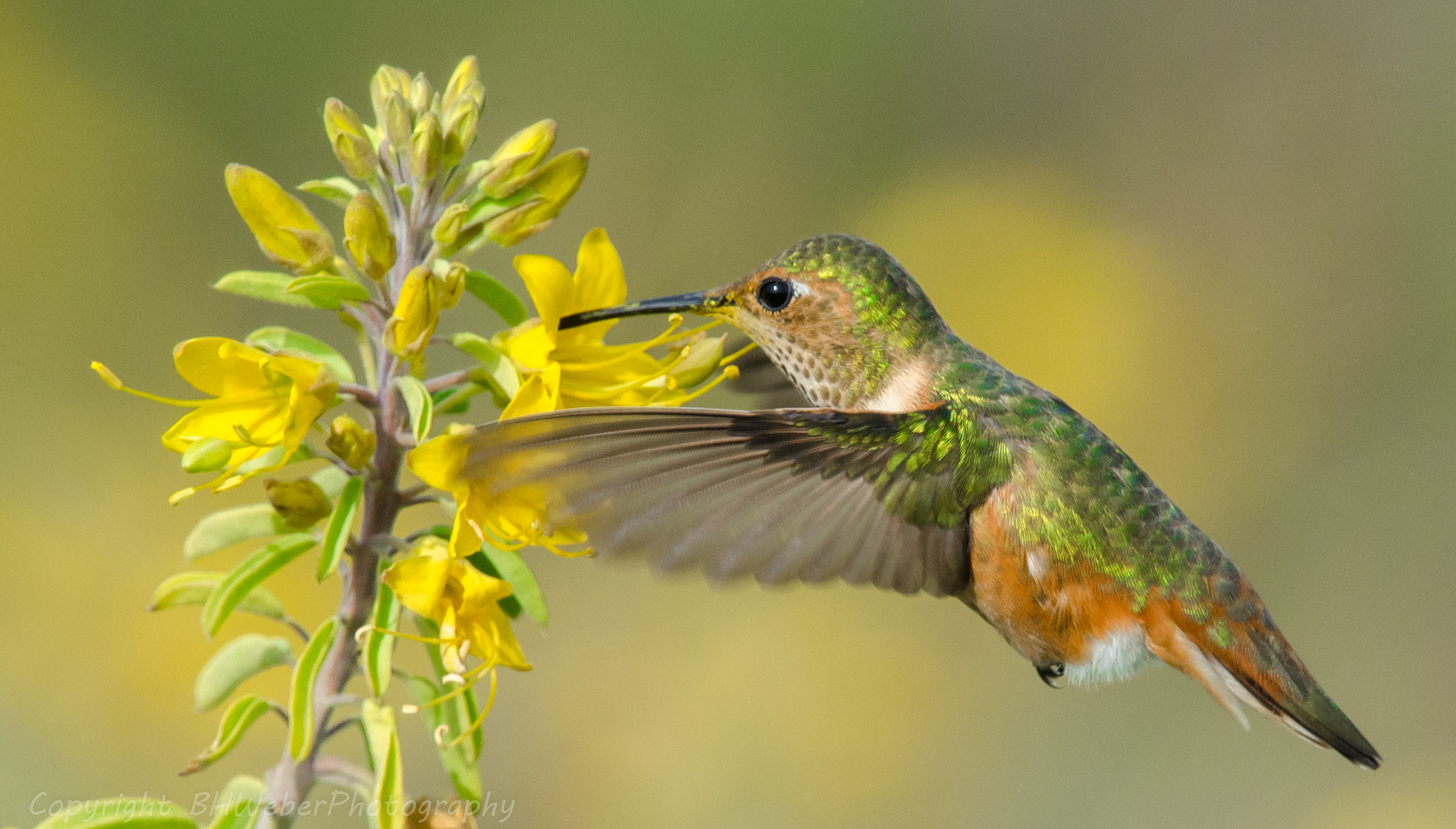 Nikon Nikkor AF-S 300mm F4E PF ED VR sample photo. Hummingbird and flowers photography