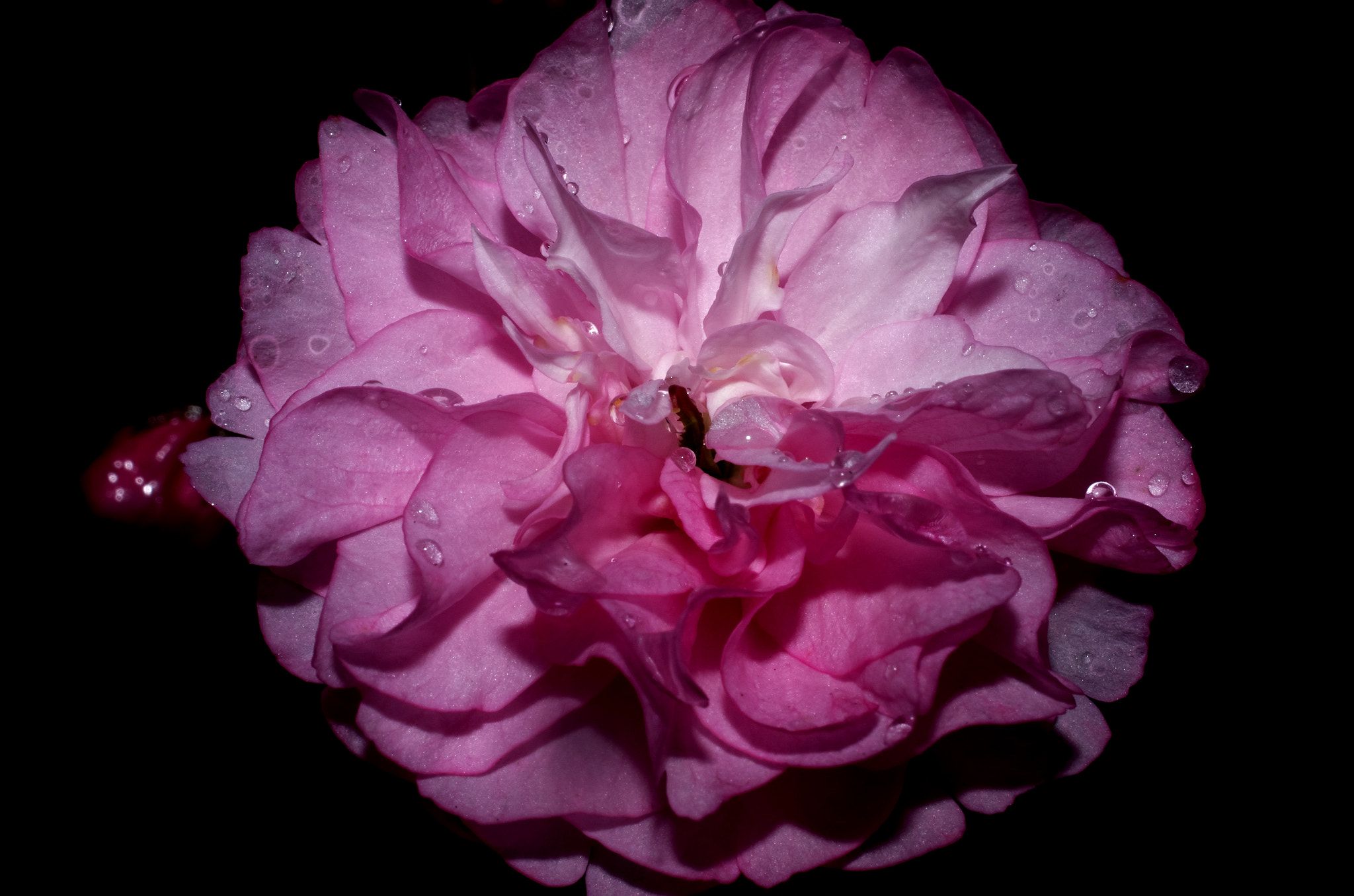 Pentax K-5 sample photo. Flower photography