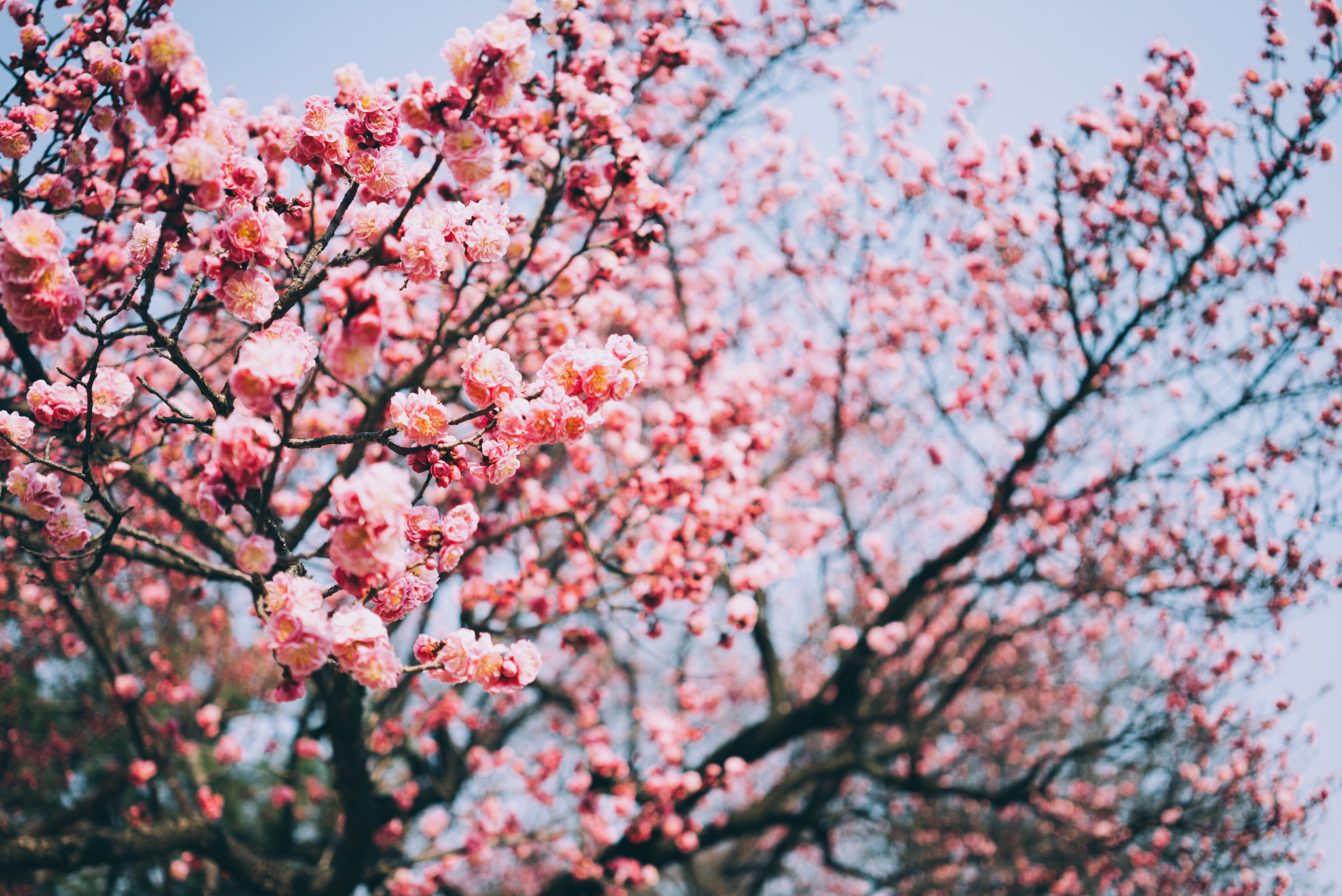 Sony a7S II + Sony Sonnar T* FE 35mm F2.8 ZA sample photo