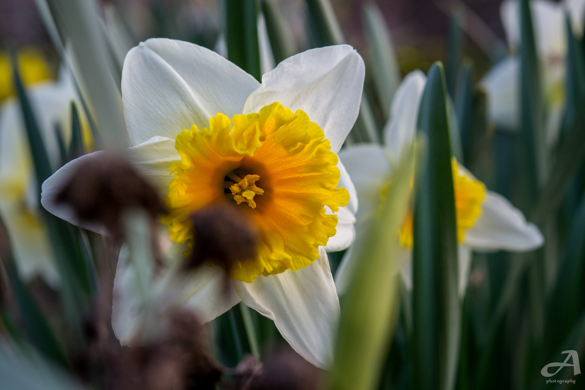 Nikon AF-S Micro-Nikkor 60mm F2.8G ED sample photo. Snooze. photography