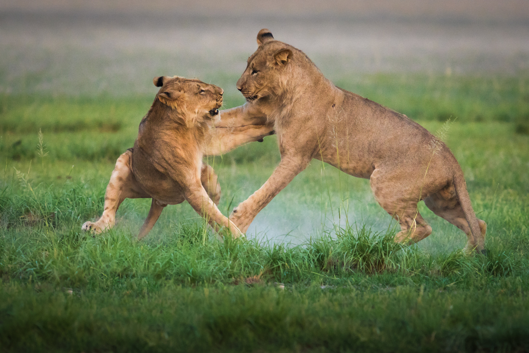 300mm F2.8 G sample photo. Lions game photography