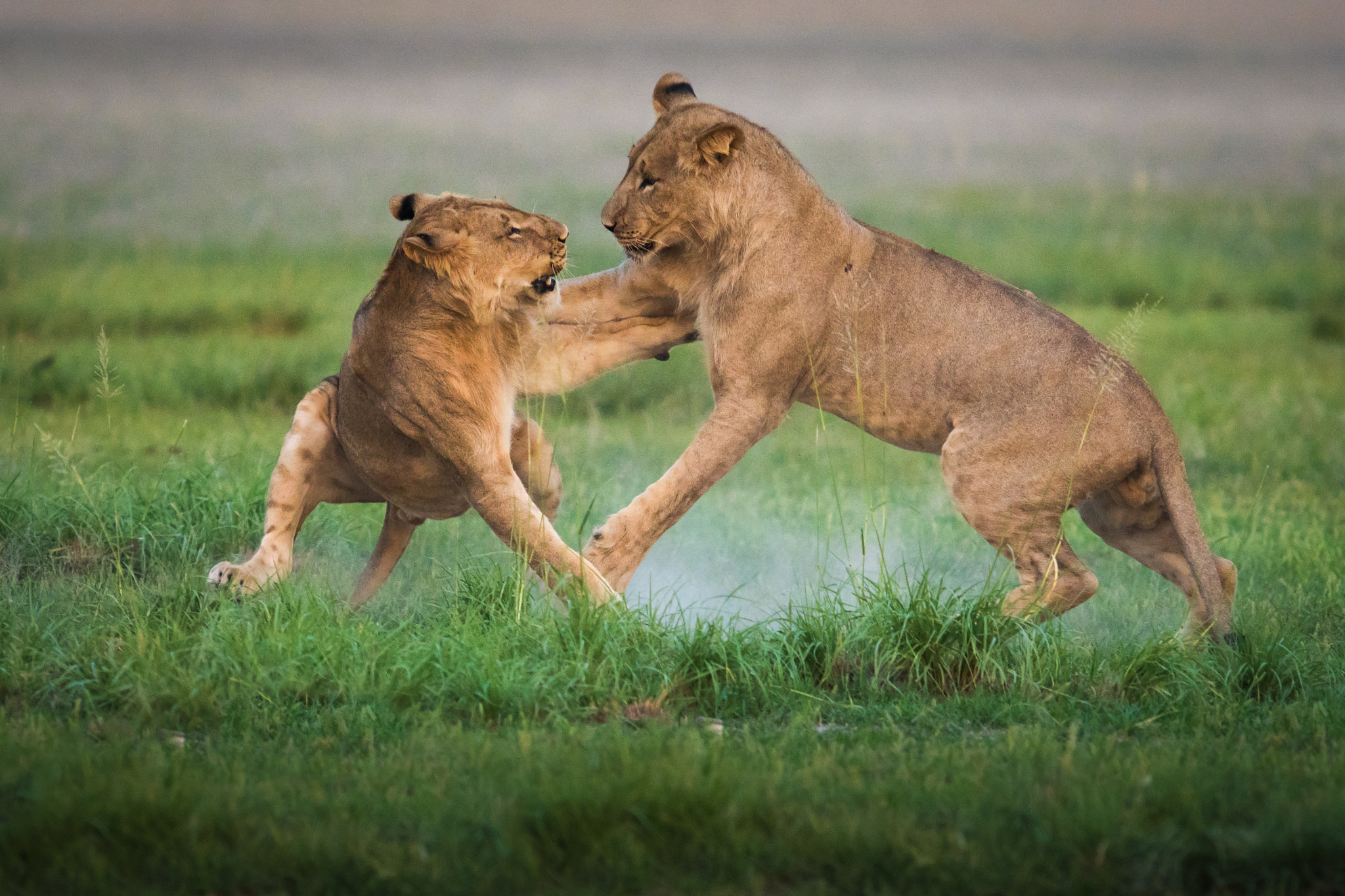 Sony ILCA-77M2 + 300mm F2.8 G sample photo. Lions game photography