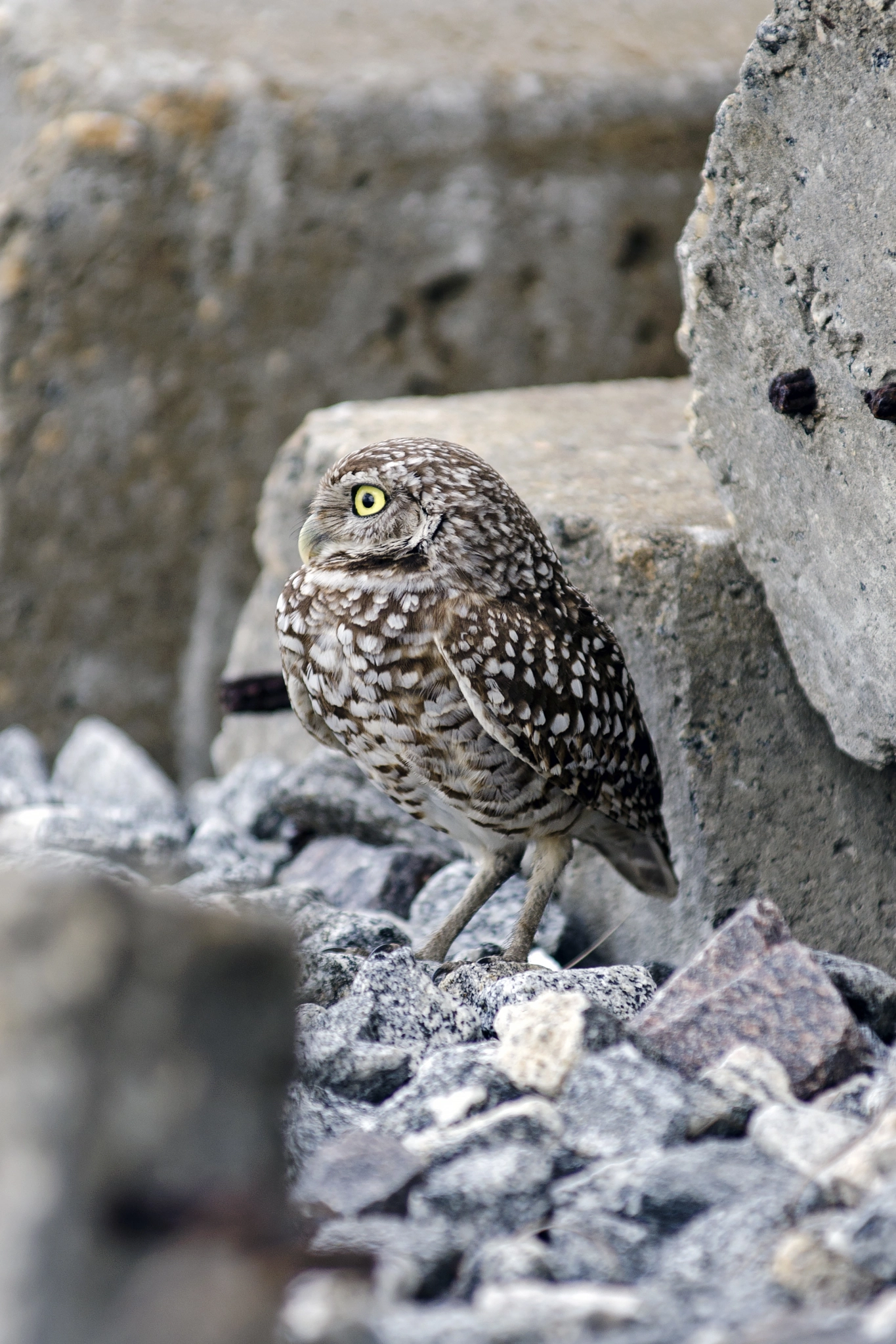 AF-S Zoom-Nikkor 80-200mm f/2.8D IF-ED sample photo. Little owl photography