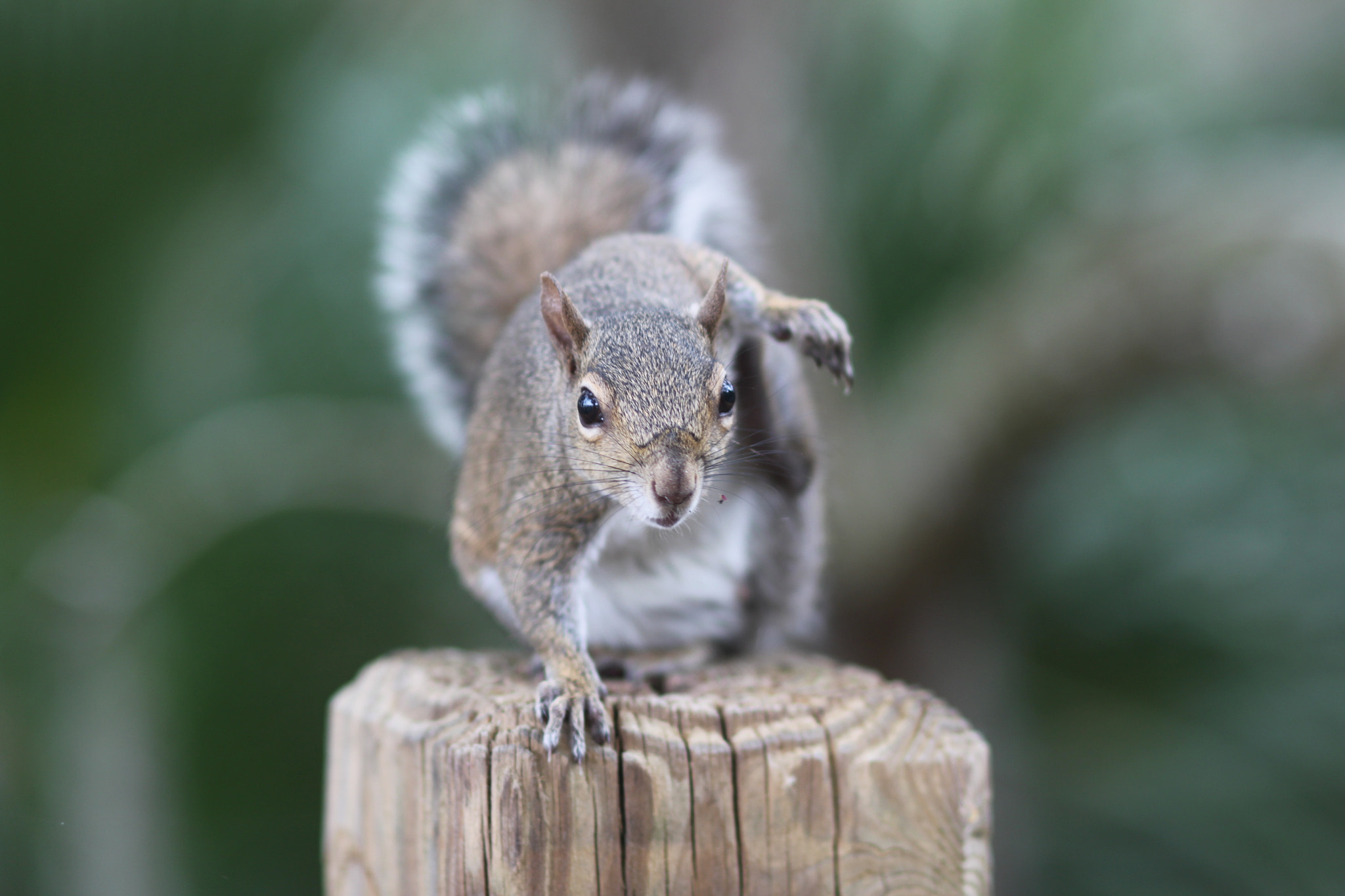 Canon EOS 500D (EOS Rebel T1i / EOS Kiss X3) sample photo. Squirrel photography