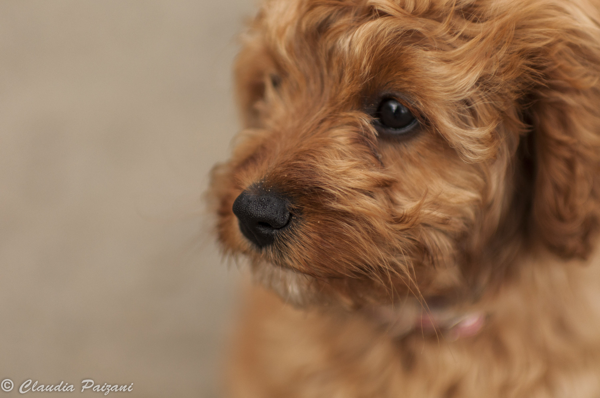 Nikon D5000 + Nikon AF-S Nikkor 35mm F1.4G sample photo. Milly puppy photography