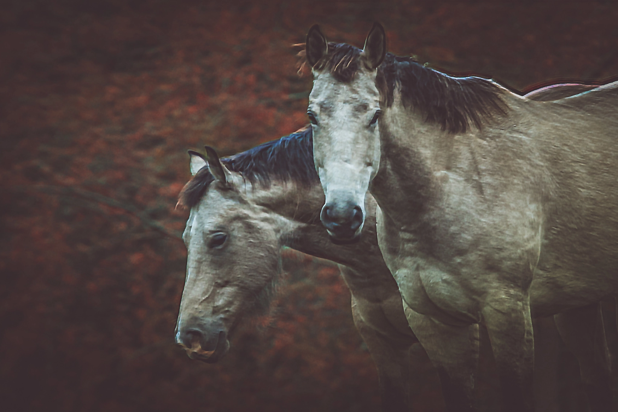 Canon EF 100-400mm F4.5-5.6L IS USM sample photo. Best friends photography