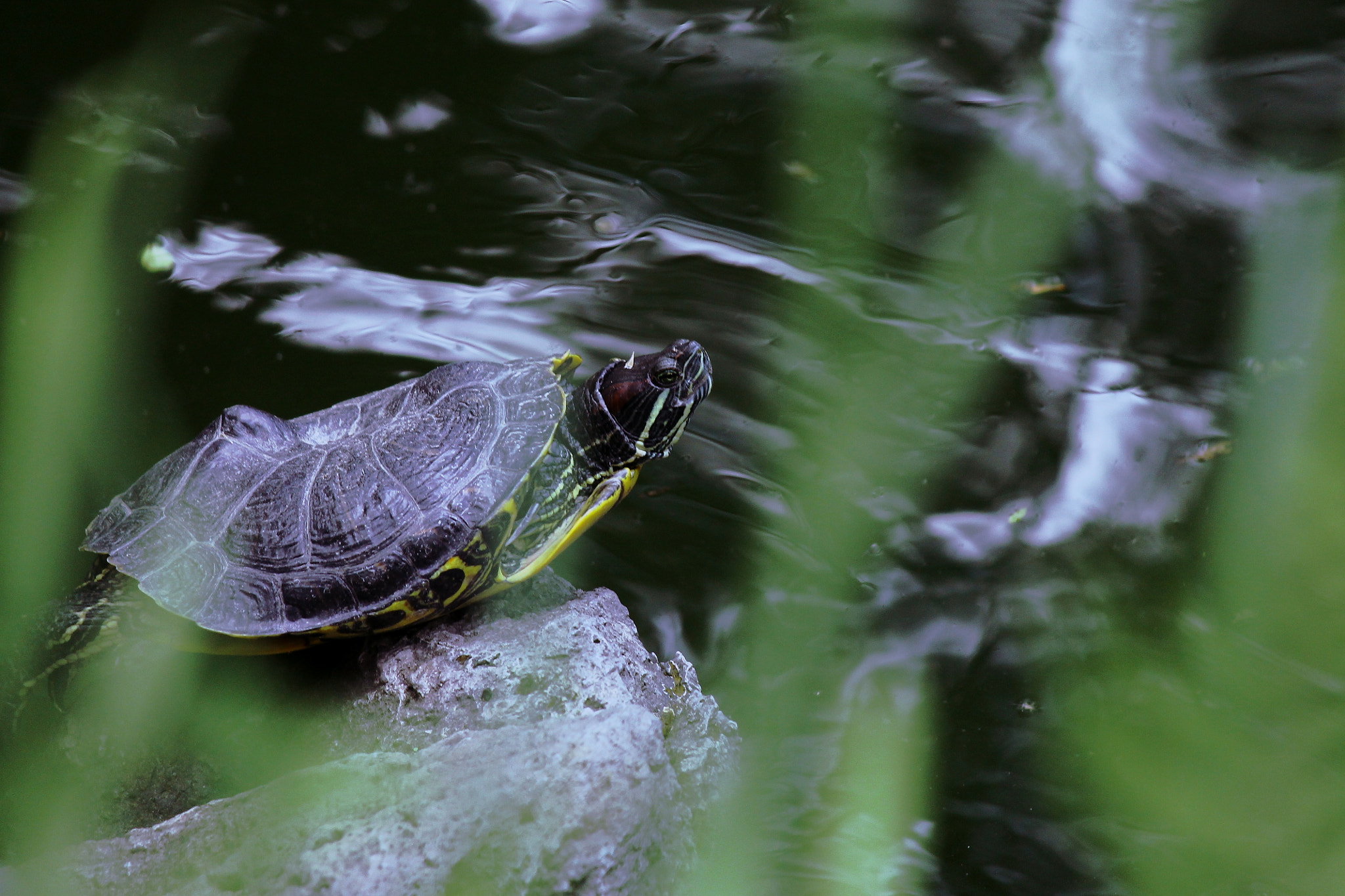 Canon EF-S 55-250mm F4-5.6 IS II sample photo