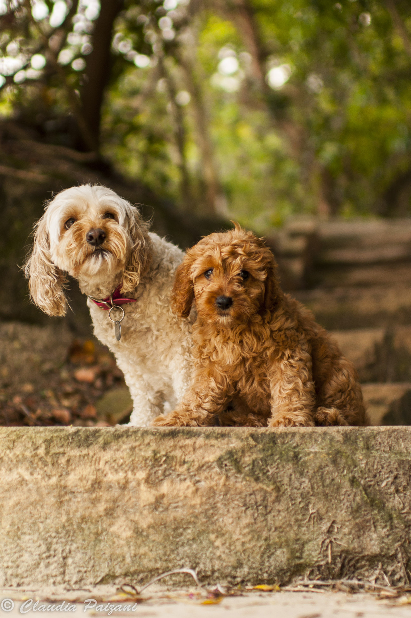 Nikon D5000 + Nikon AF-S Nikkor 35mm F1.4G sample photo. Bodie & milly photography