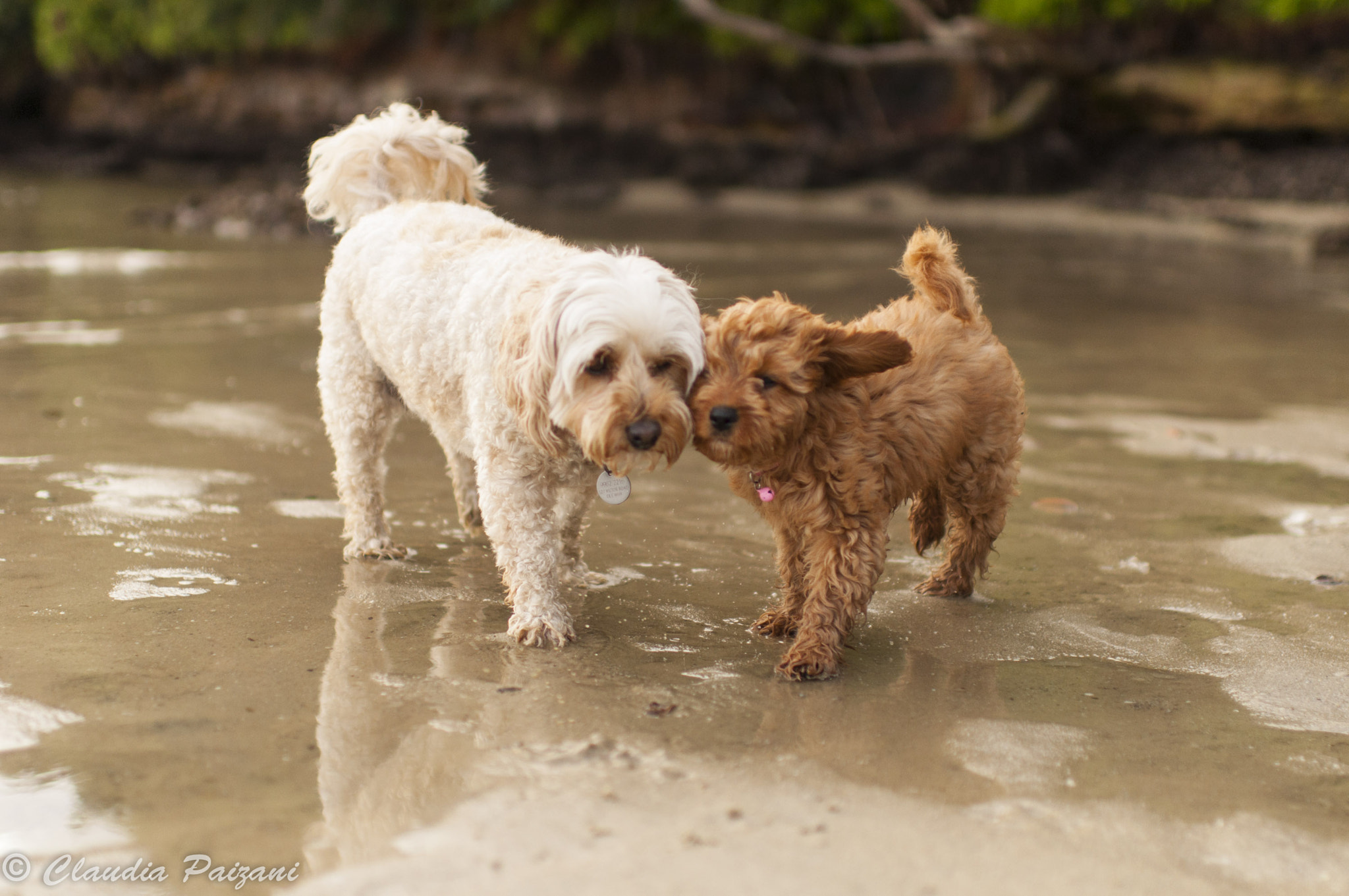 Nikon D5000 + Nikon AF-S Nikkor 35mm F1.4G sample photo. Bodie & milly photography