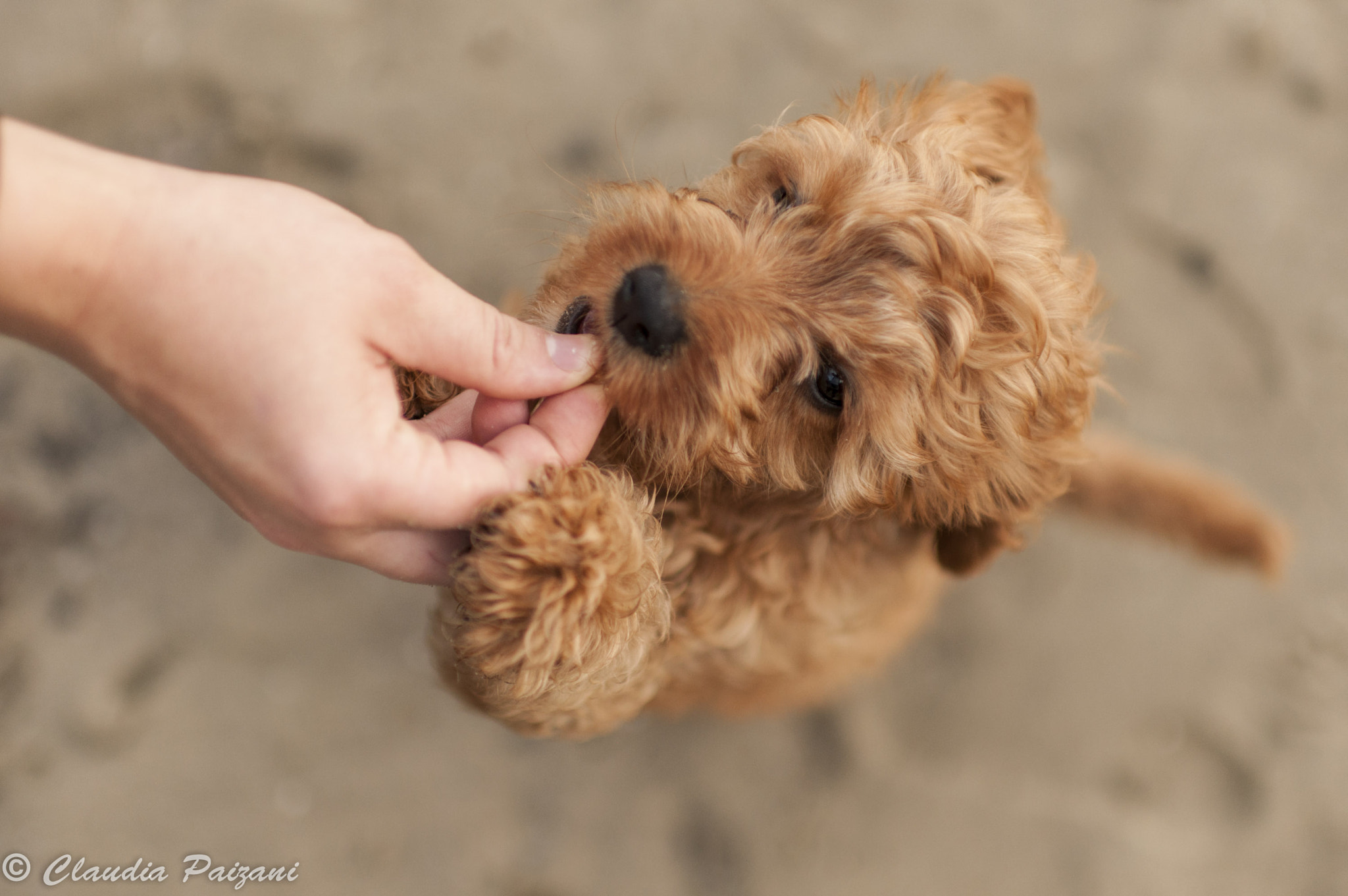 Nikon D5000 + Nikon AF-S Nikkor 35mm F1.4G sample photo. Milly photography