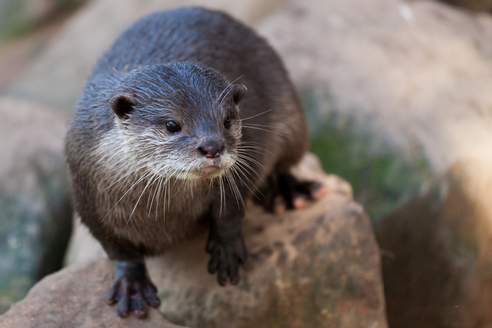 Canon EOS 5D + Canon EF 100-400mm F4.5-5.6L IS II USM sample photo. Short clawed otter photography