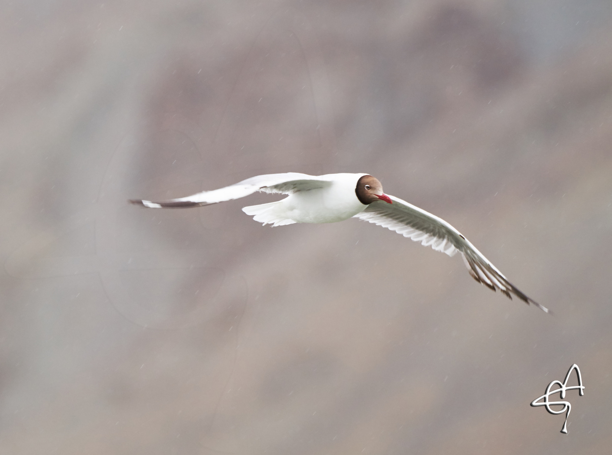 Sony 70-400mm F4-5.6 G SSM II sample photo. Flying beauty photography