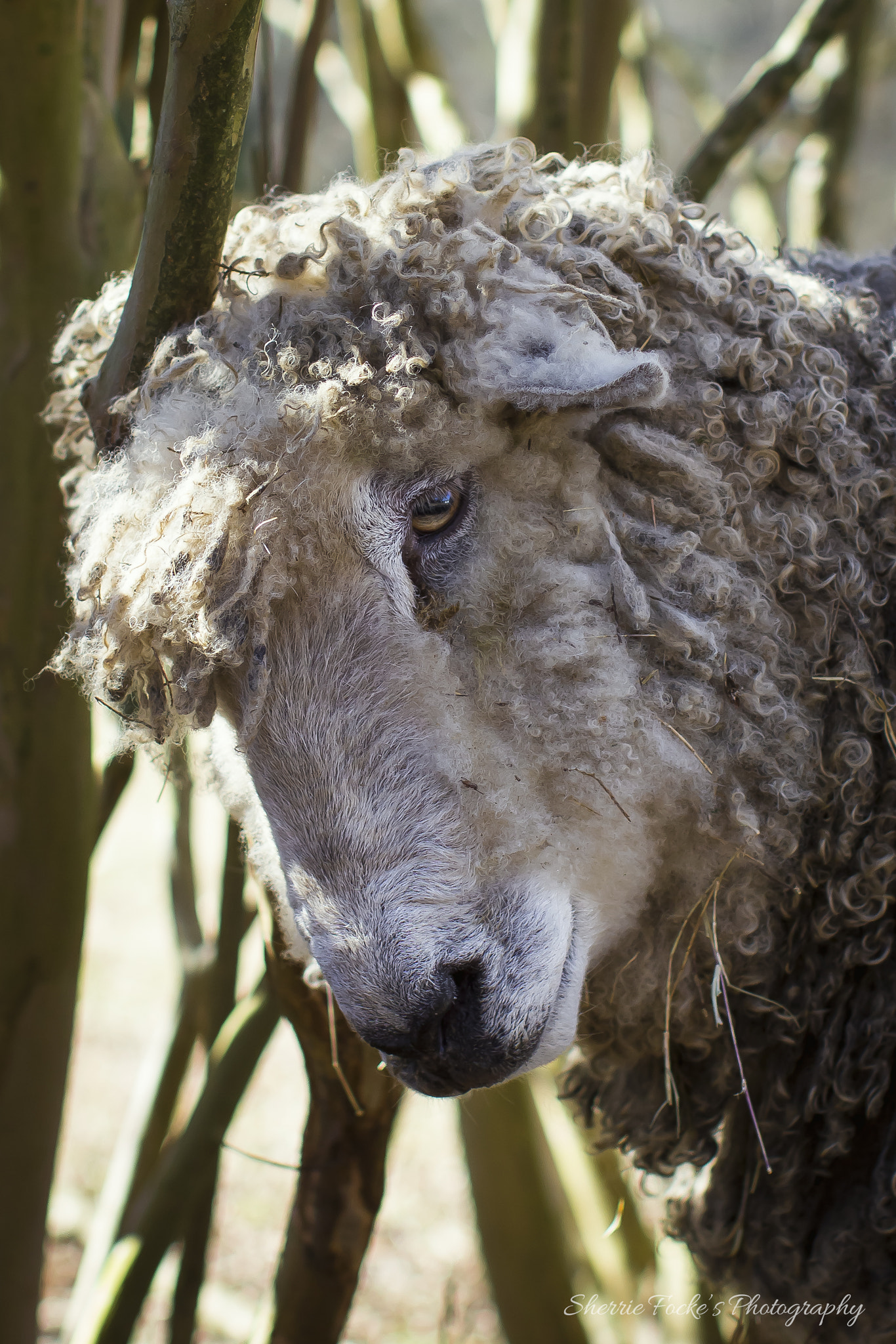 Canon EOS 600D (Rebel EOS T3i / EOS Kiss X5) + Canon EF 50mm F1.2L USM sample photo. Cotswold sheep rubbing head latta photography