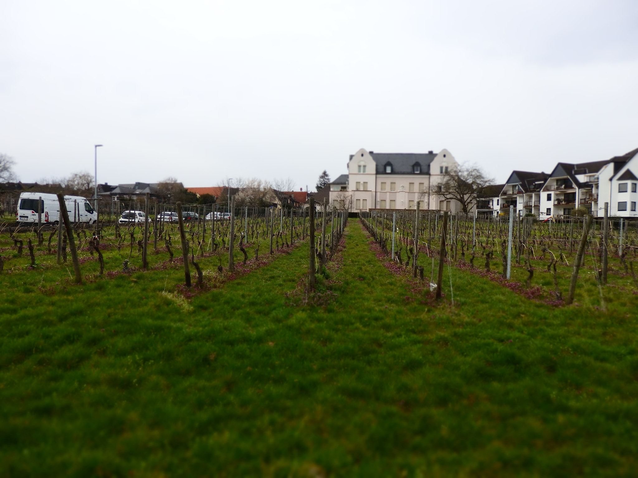 Olympus SH-2 sample photo. Vineyard in front of house at erbach/rheingau in g photography