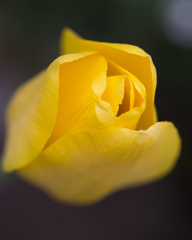 Canon EF 100mm F2.8L Macro IS USM sample photo