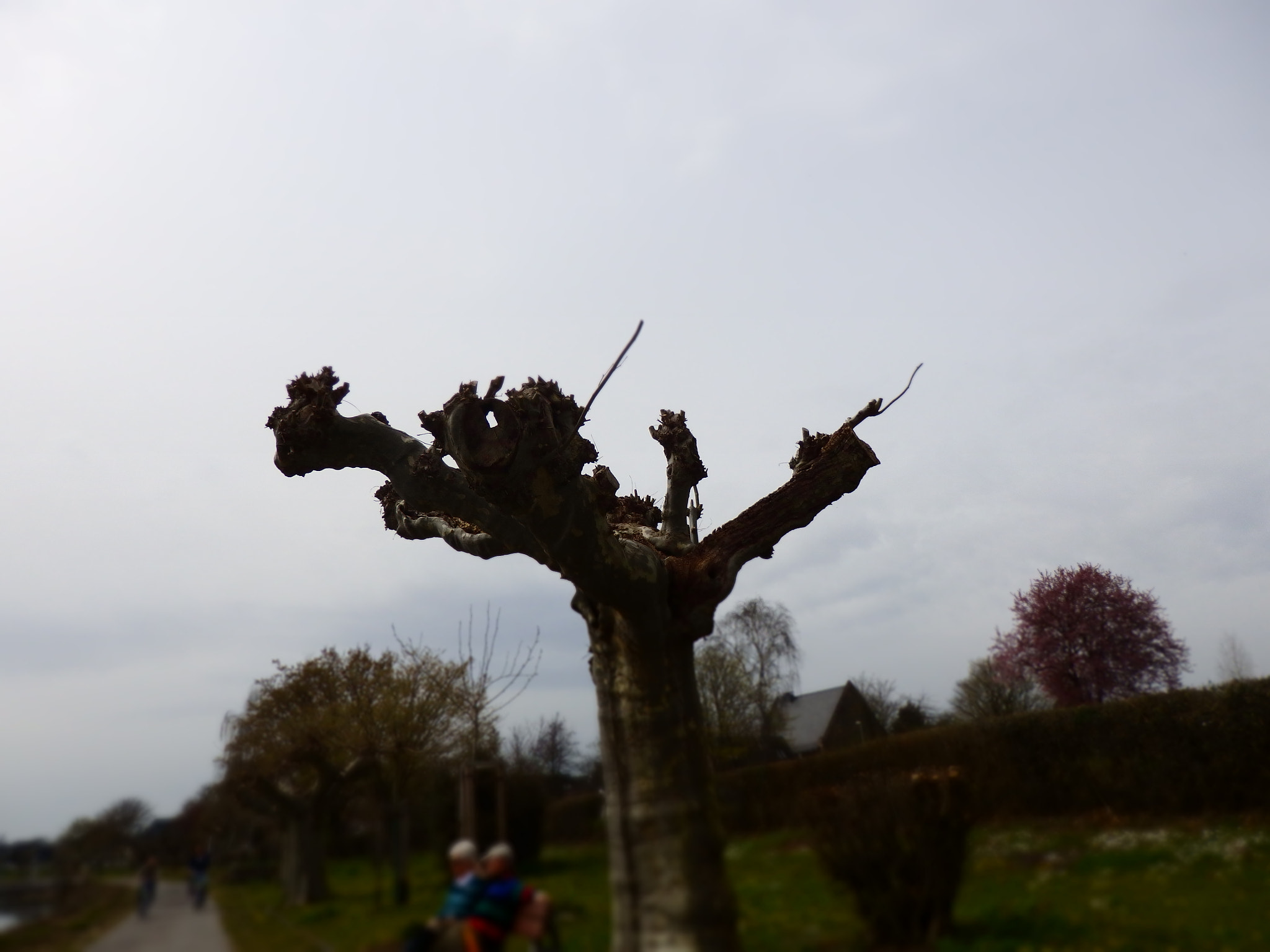 Olympus SH-2 sample photo. Truncated tree by the banks of the rhine river photography