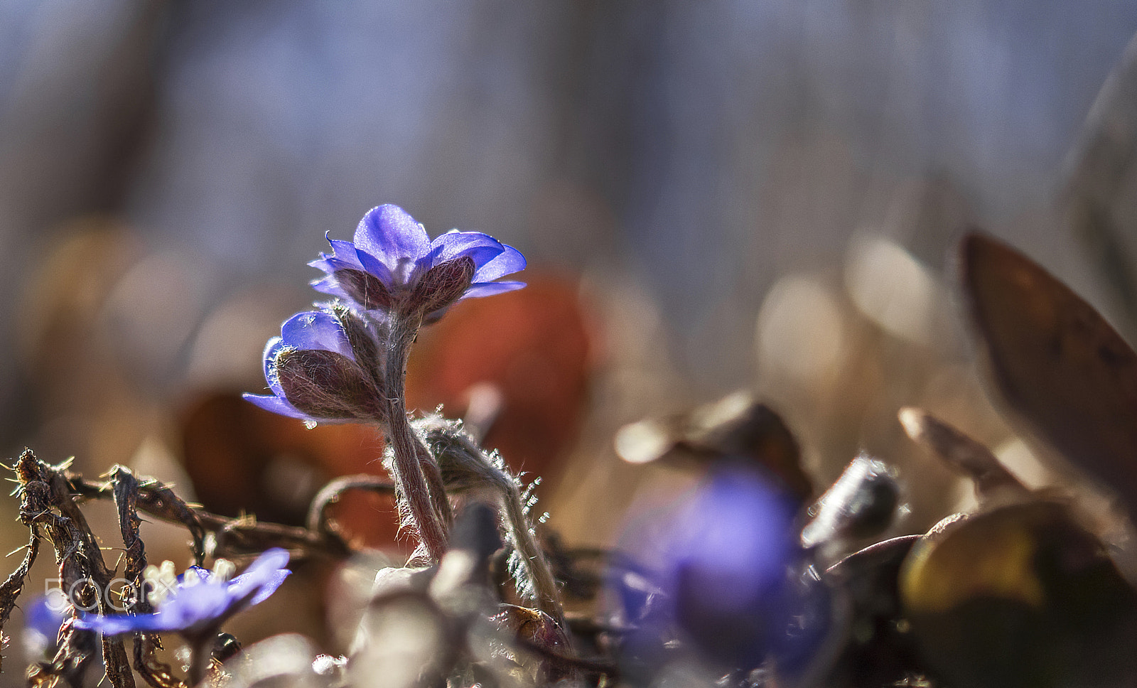 Sony SLT-A58 + Sony DT 30mm F2.8 Macro SAM sample photo. Spring flowers photography