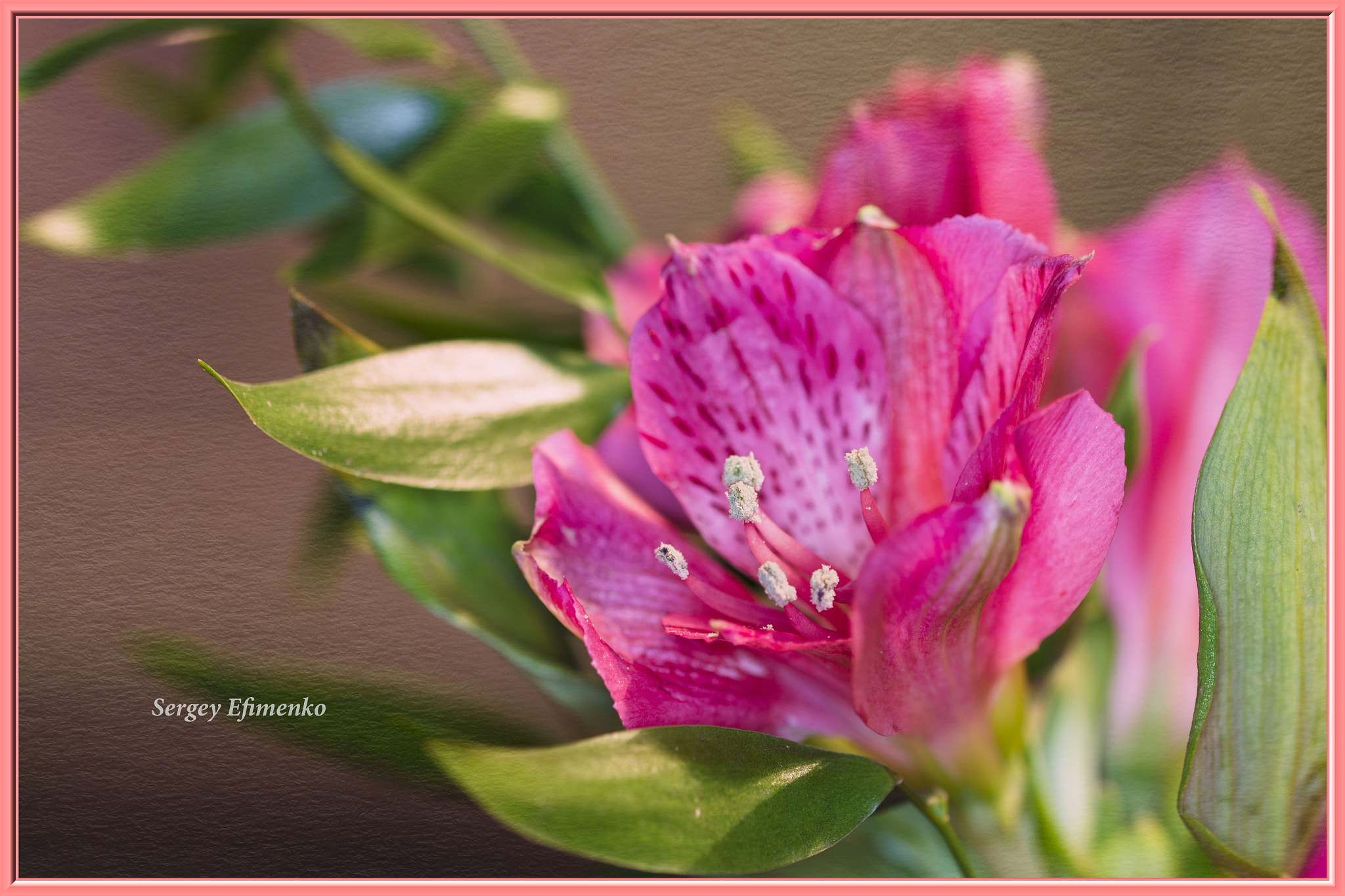Sigma 105mm F2.8 EX DG OS HSM sample photo. Flower photography