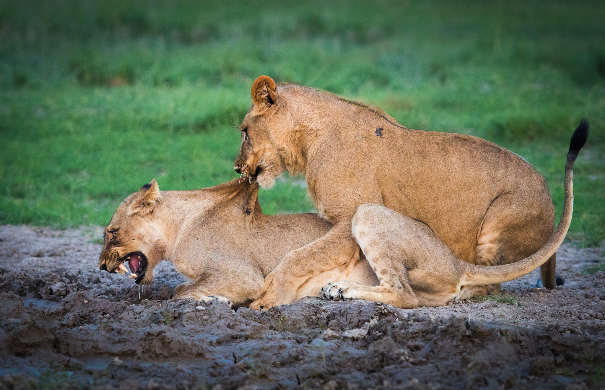 300mm F2.8 G sample photo. Lions game 2 photography