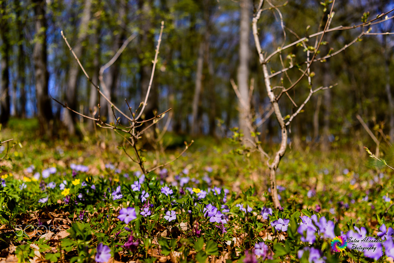 Nikon AF-S Nikkor 24-70mm F2.8E ED VR sample photo. Floricele de primăvară photography