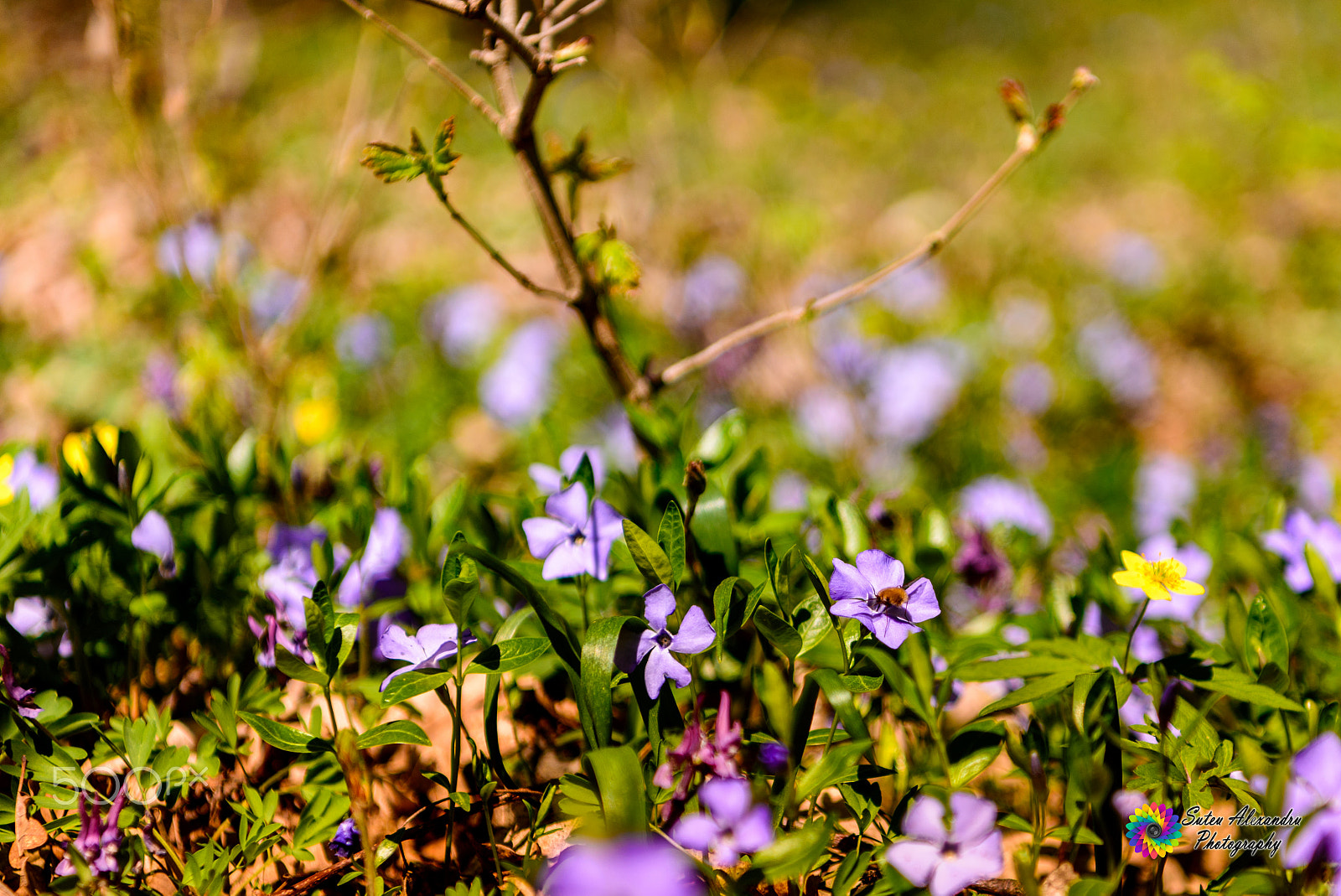 Nikon AF-S Nikkor 24-70mm F2.8E ED VR sample photo. Floricele de primăvară photography