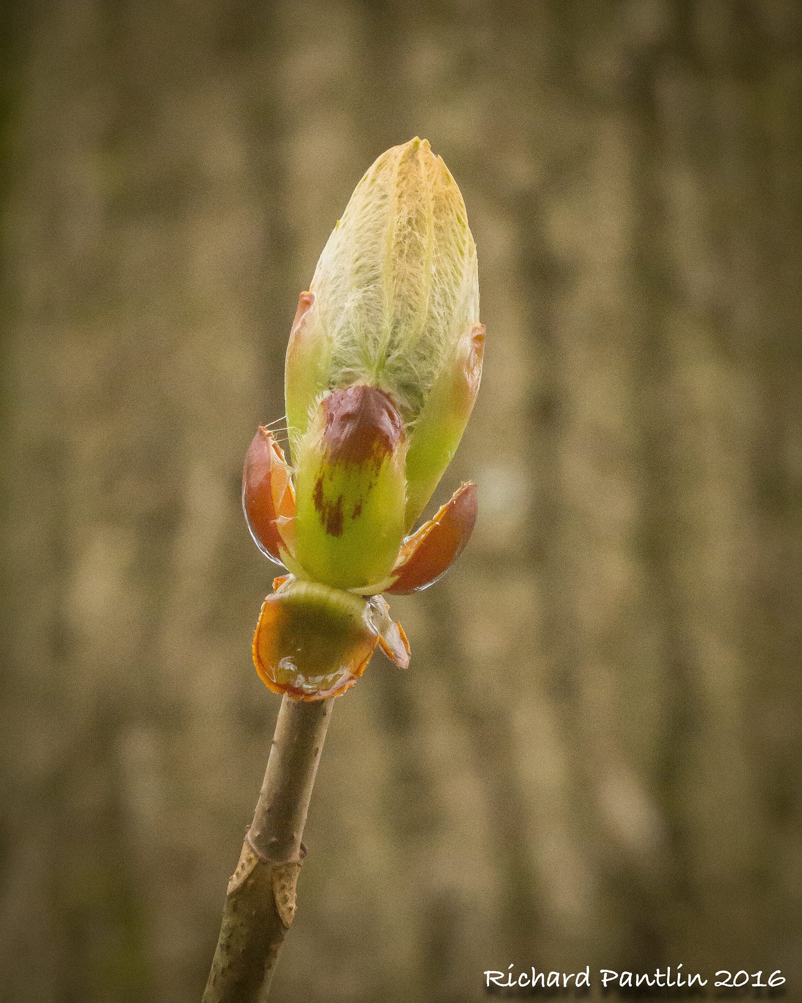 Nikon D610 + Nikon AF Micro-Nikkor 200mm F4D ED-IF sample photo. 20160403-_rjr6005.jpg photography