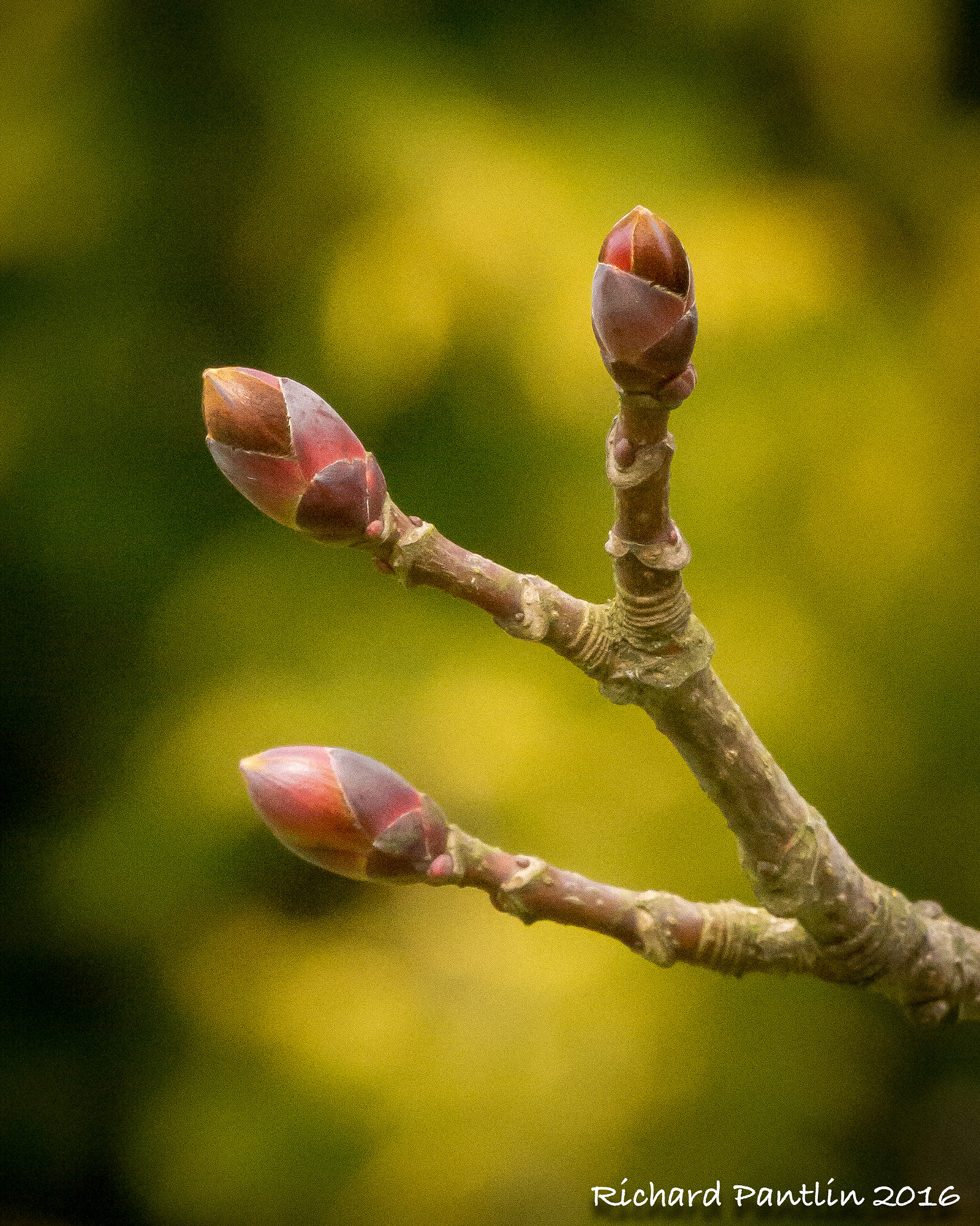 Nikon D610 + Nikon AF Micro-Nikkor 200mm F4D ED-IF sample photo. 20160403-_rjr6029.jpg photography