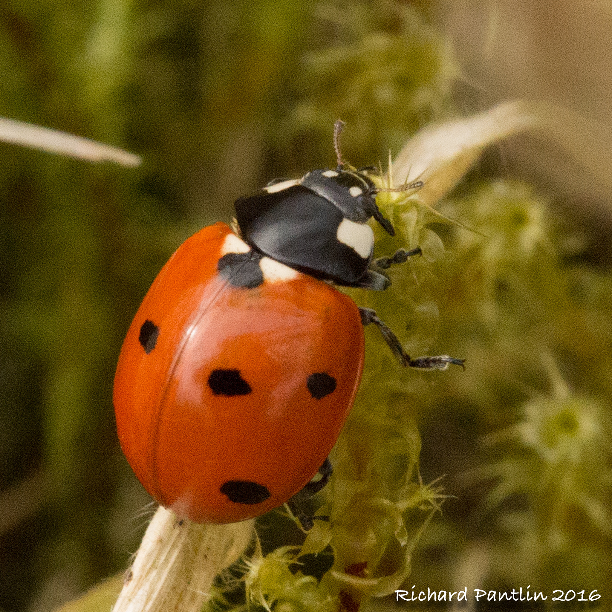 Nikon D610 + Nikon AF Micro-Nikkor 200mm F4D ED-IF sample photo. 20160403-_rjr6041.jpg photography