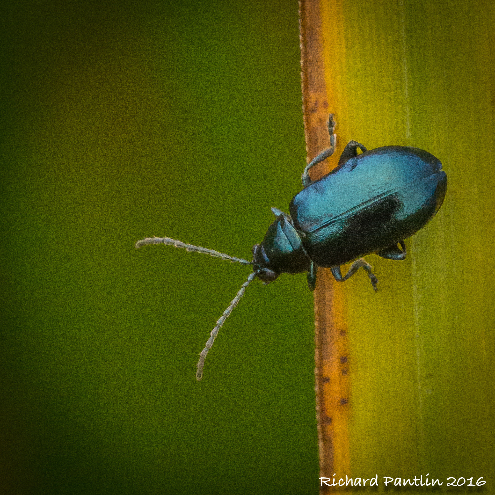 Nikon D610 + Nikon AF Micro-Nikkor 200mm F4D ED-IF sample photo. 20160403-_rjr6055.jpg photography