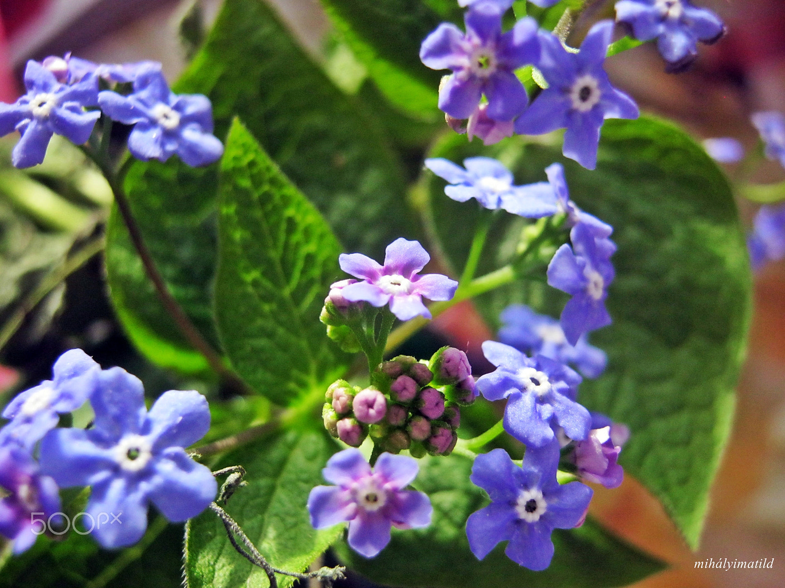 Canon PowerShot A800 sample photo. Forget-me-not photography