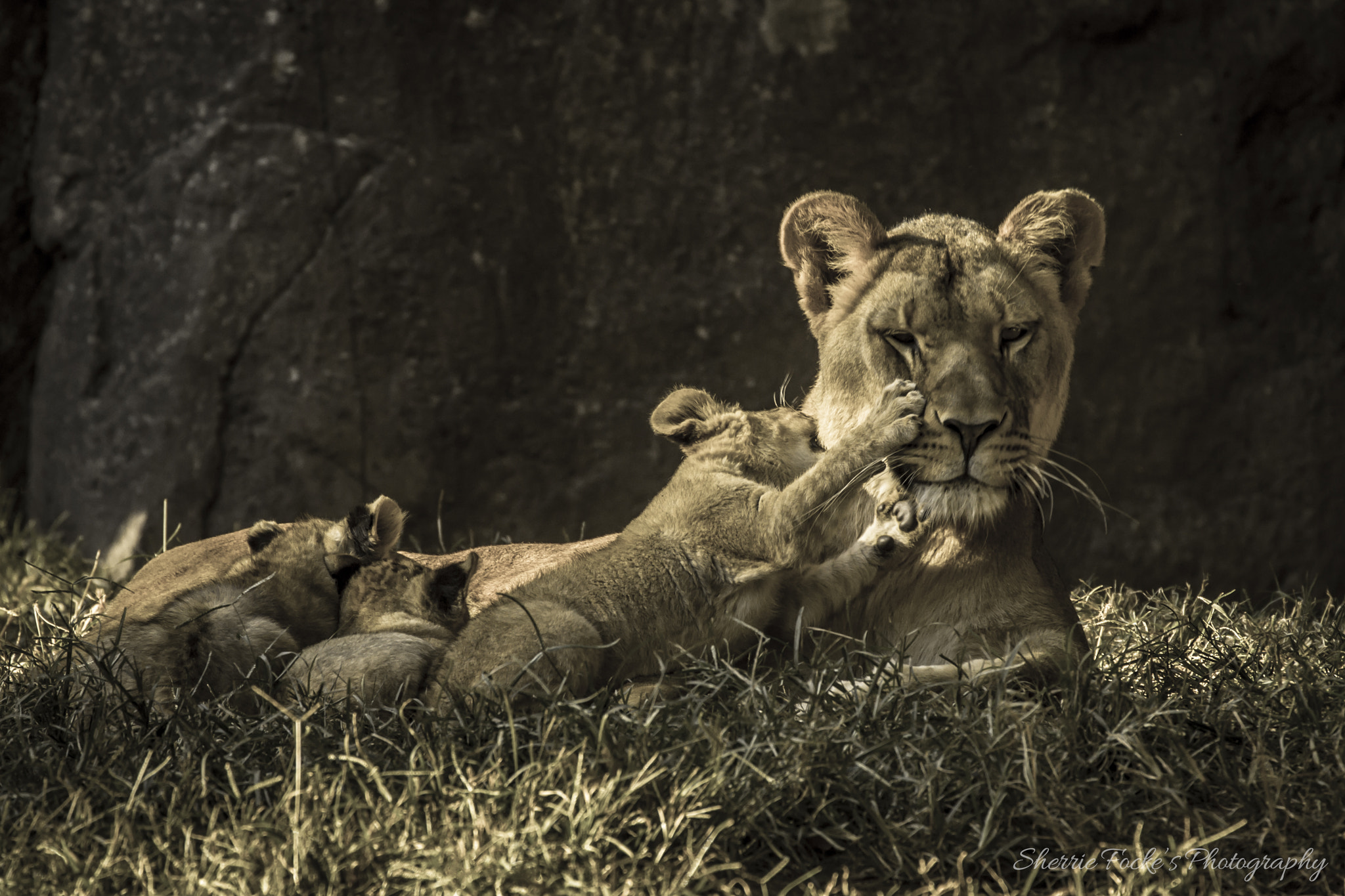 Canon EF 70-300mm F4-5.6L IS USM sample photo. Lioness cub playing photography