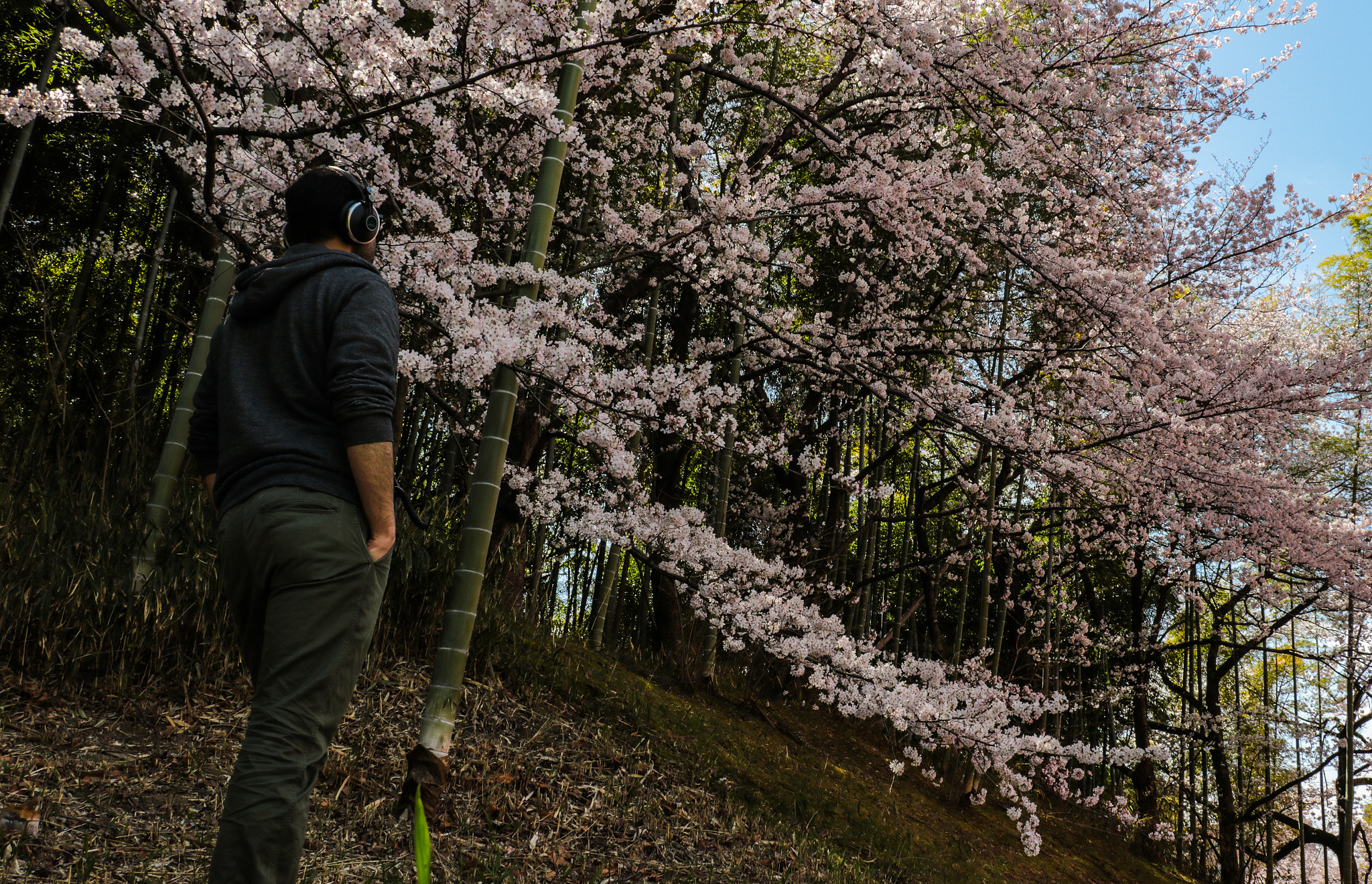 Canon EOS 760D (EOS Rebel T6s / EOS 8000D) + Canon EF-S 18-135mm F3.5-5.6 IS STM sample photo. Self portrait with bamboo grove and sakura photography