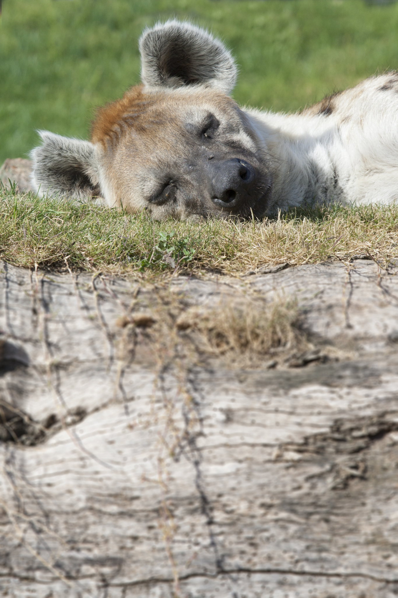 Canon EF 100-400mm F4.5-5.6L IS USM sample photo. Spotted hyena sleeping photography