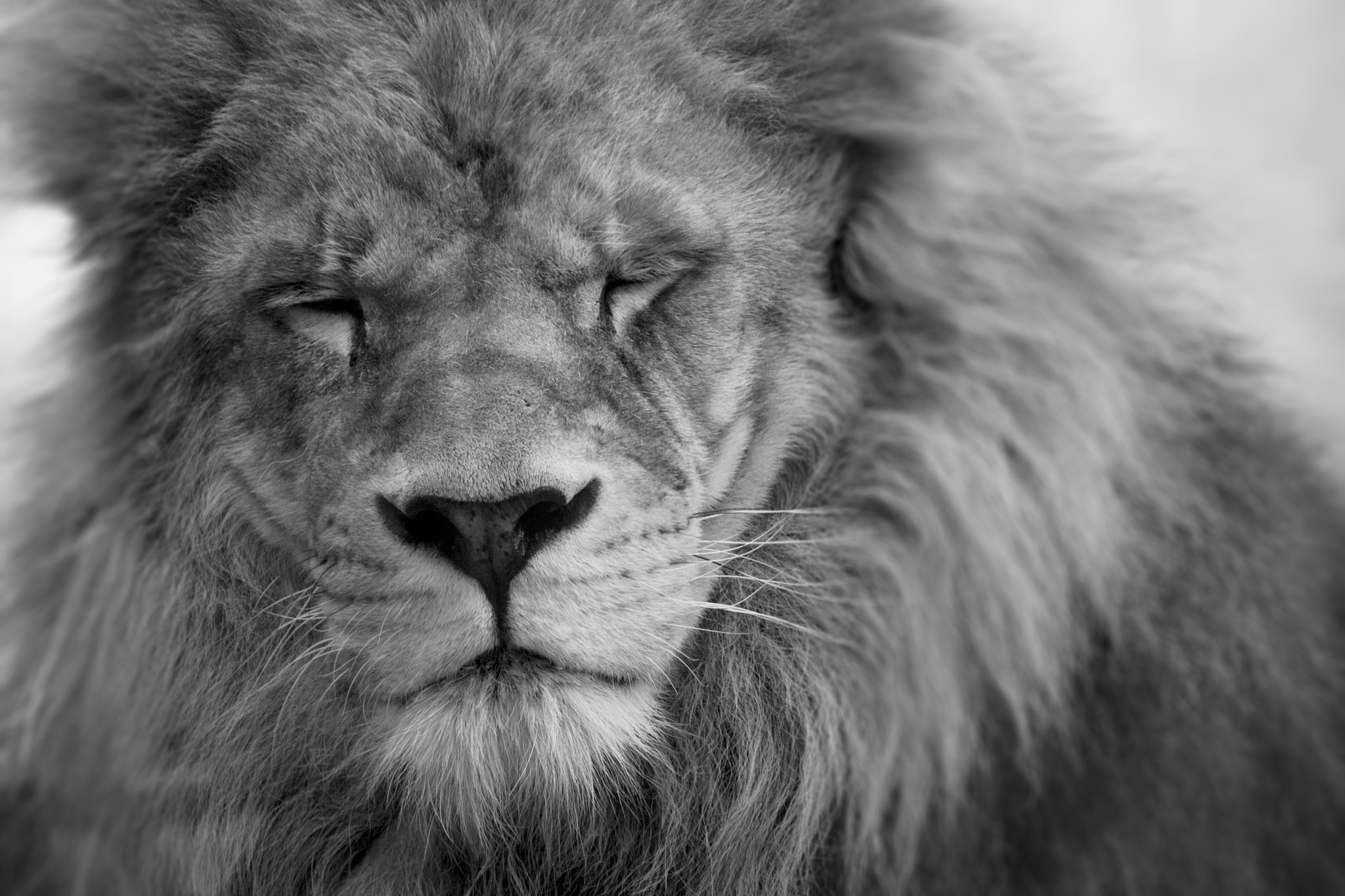 Canon EF 100-400mm F4.5-5.6L IS USM sample photo. Close-up of lion with eyes closed photography