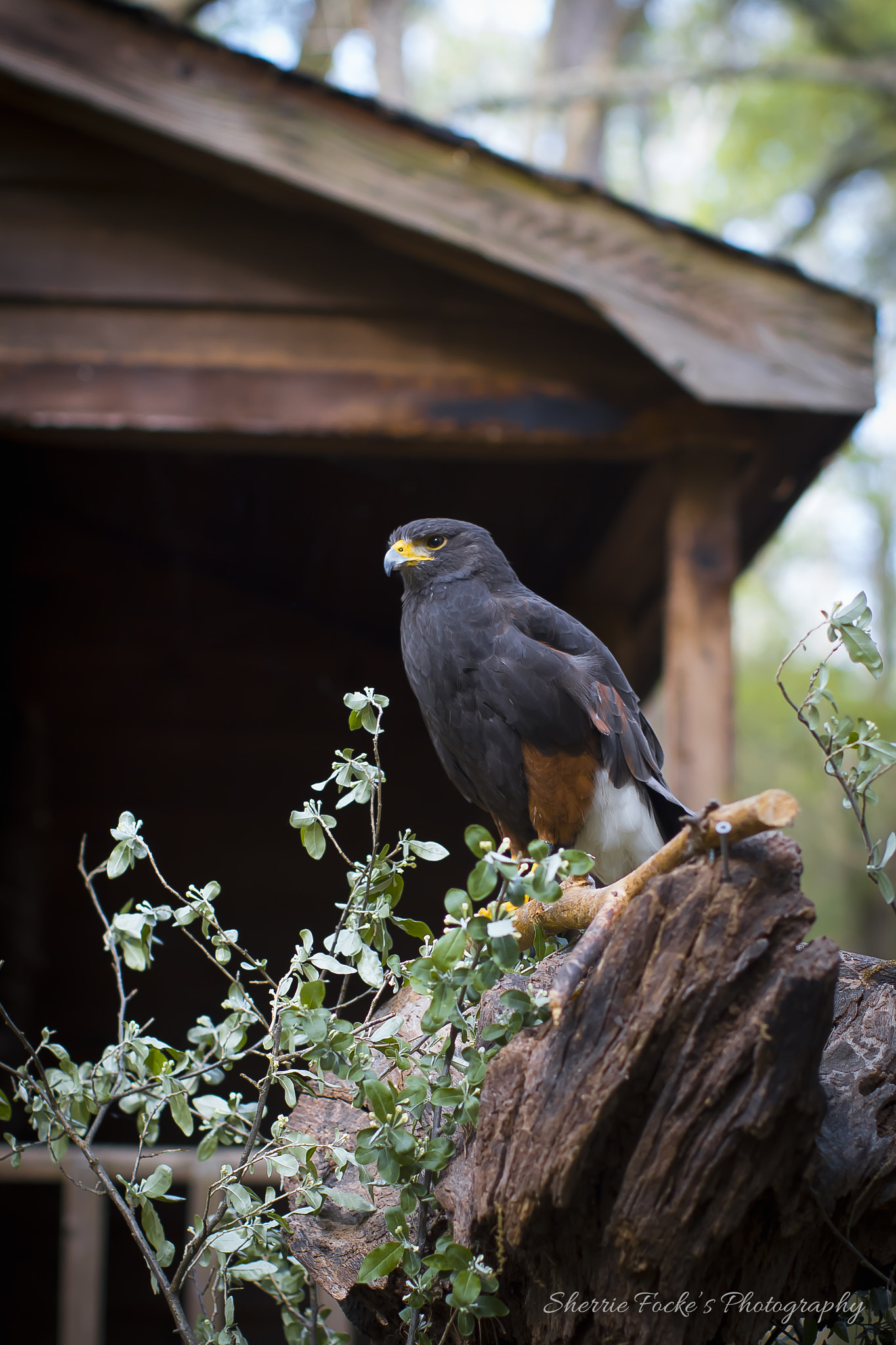 Canon EOS 600D (Rebel EOS T3i / EOS Kiss X5) + Canon EF 50mm F1.2L USM sample photo. Harris hawk cabin photography