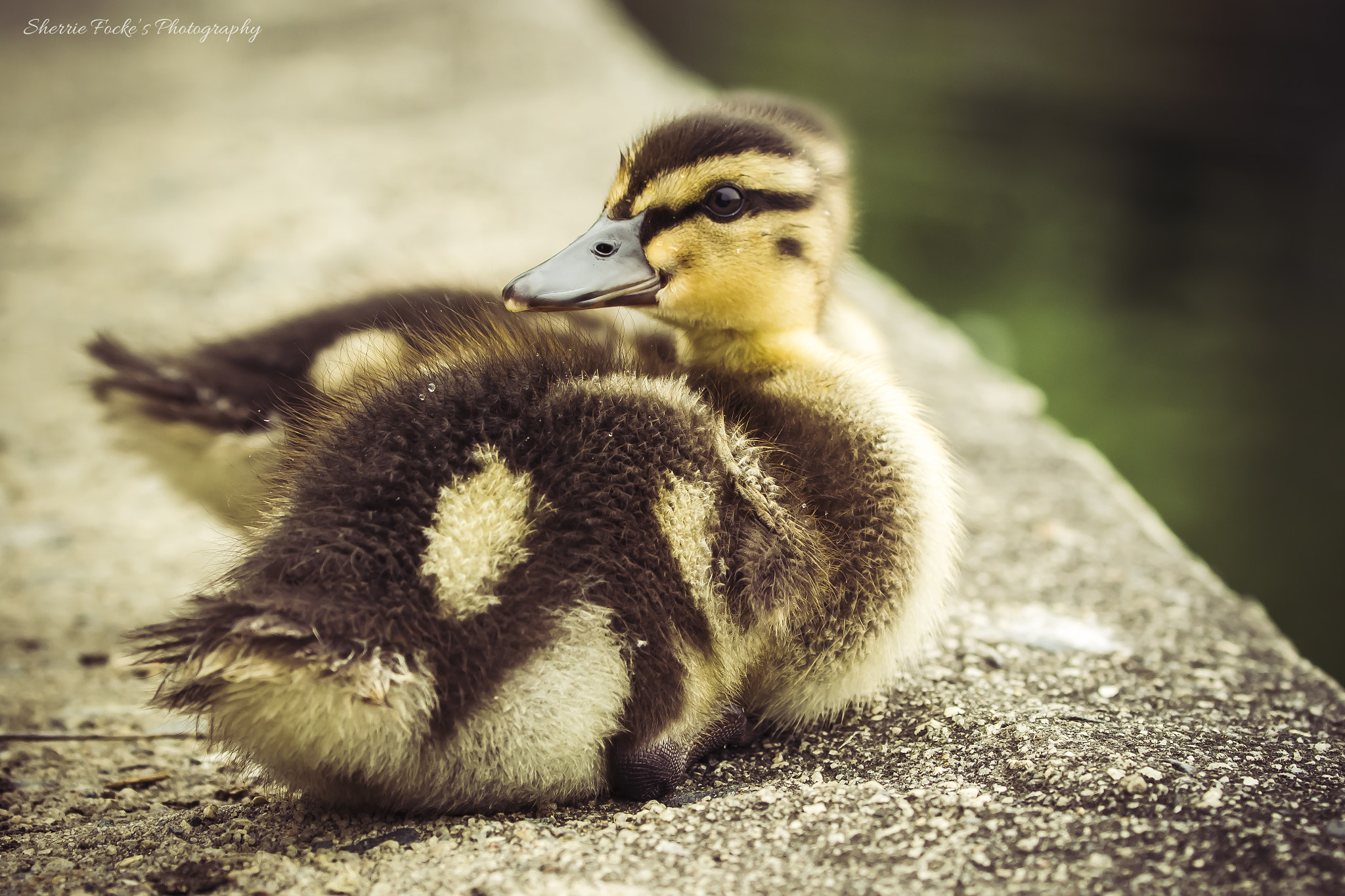 Canon EF 70-300mm F4-5.6L IS USM sample photo. Mallard duckling edge of water photography