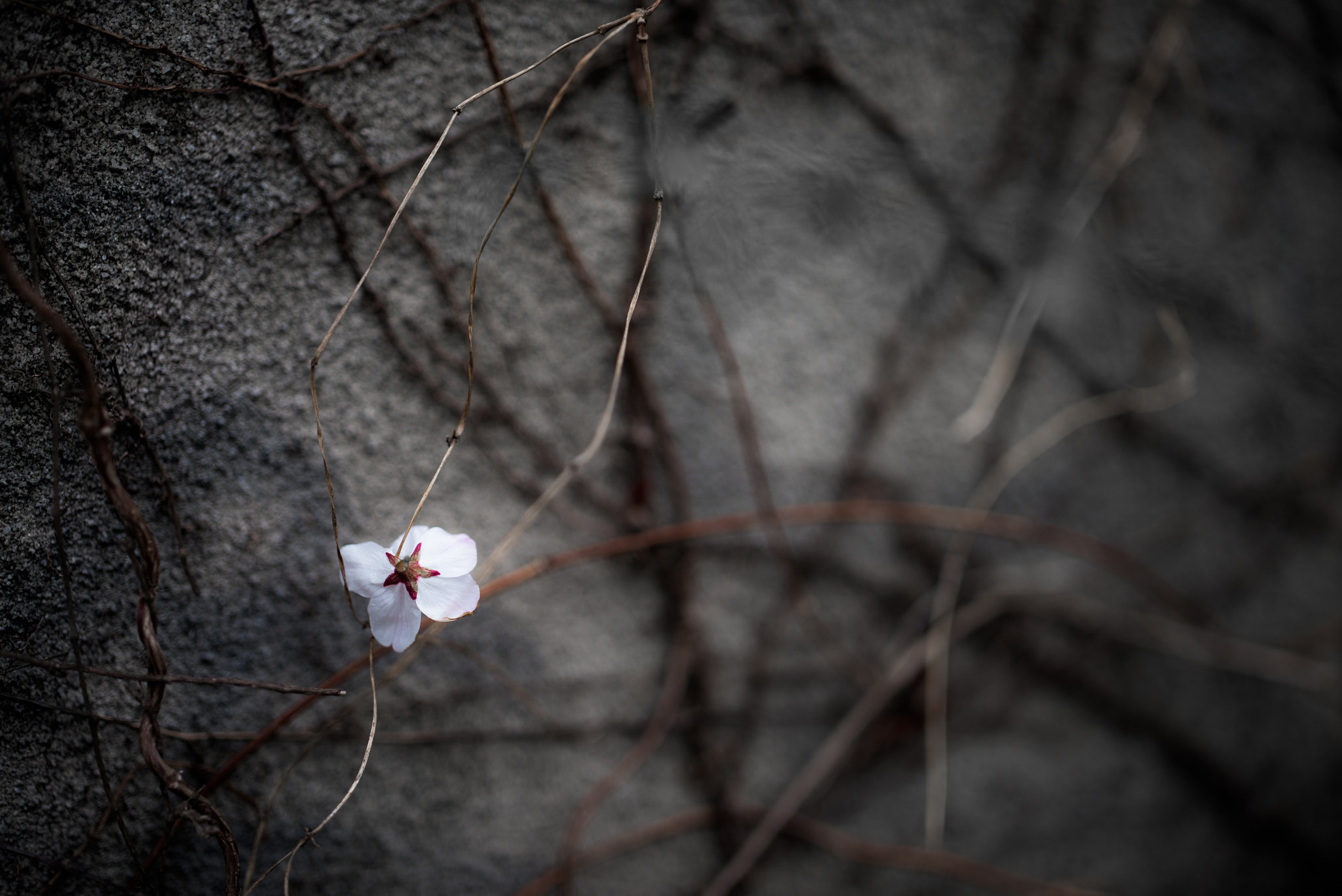 ZEISS Otus 55mm F1.4 sample photo. Look around and smile,please! photography