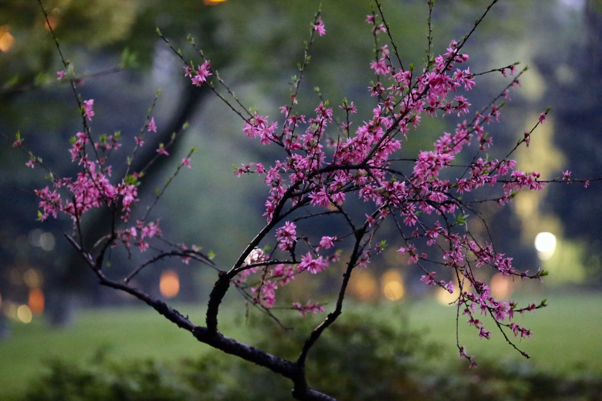 Canon EF 135mm F2L USM sample photo