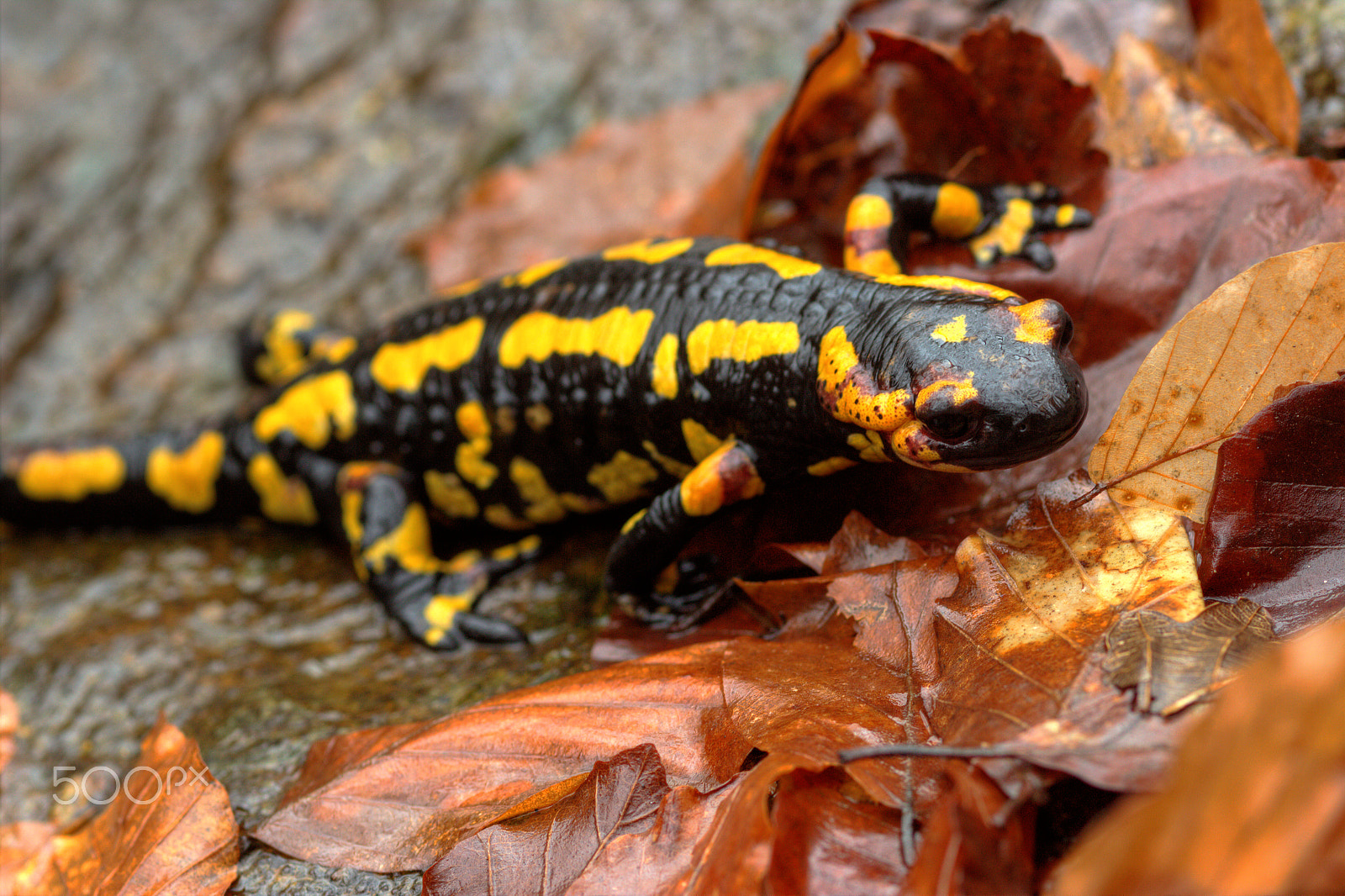 Canon EOS 600D (Rebel EOS T3i / EOS Kiss X5) + Canon EF 100mm F2.8 Macro USM sample photo. A friendly salamander :) photography