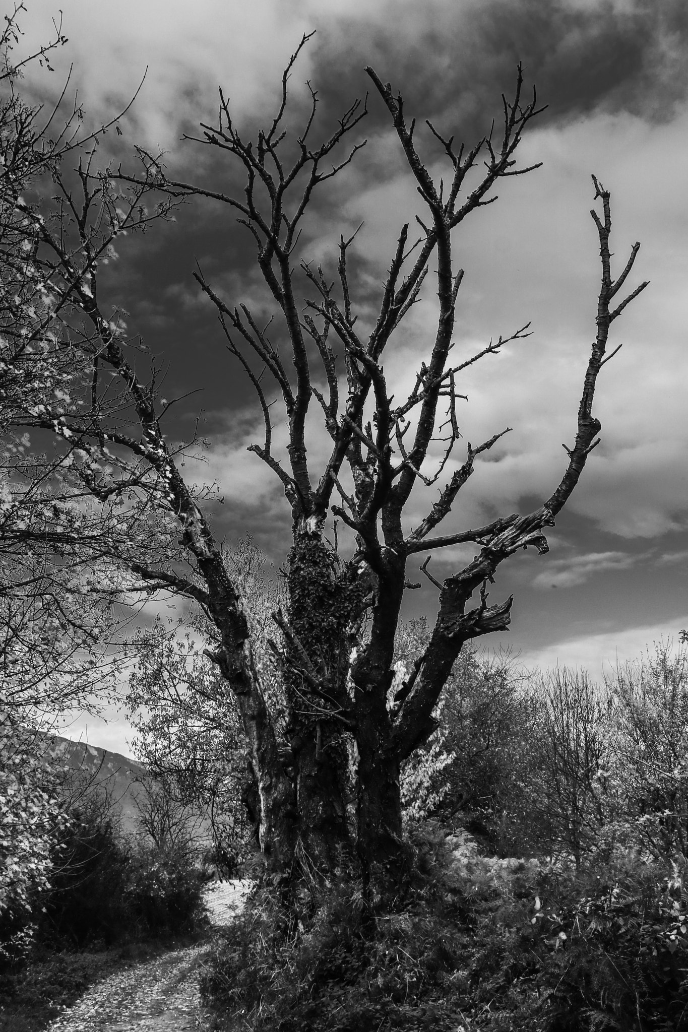 Canon EF-S 18-135mm F3.5-5.6 IS STM sample photo. Burnt tree photography