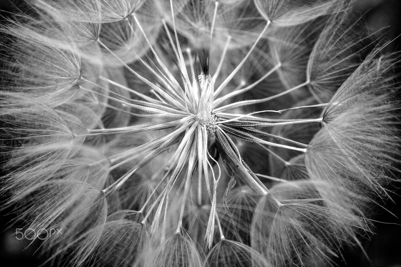 Canon EF 50mm f/1.8 sample photo. Dandelion photography