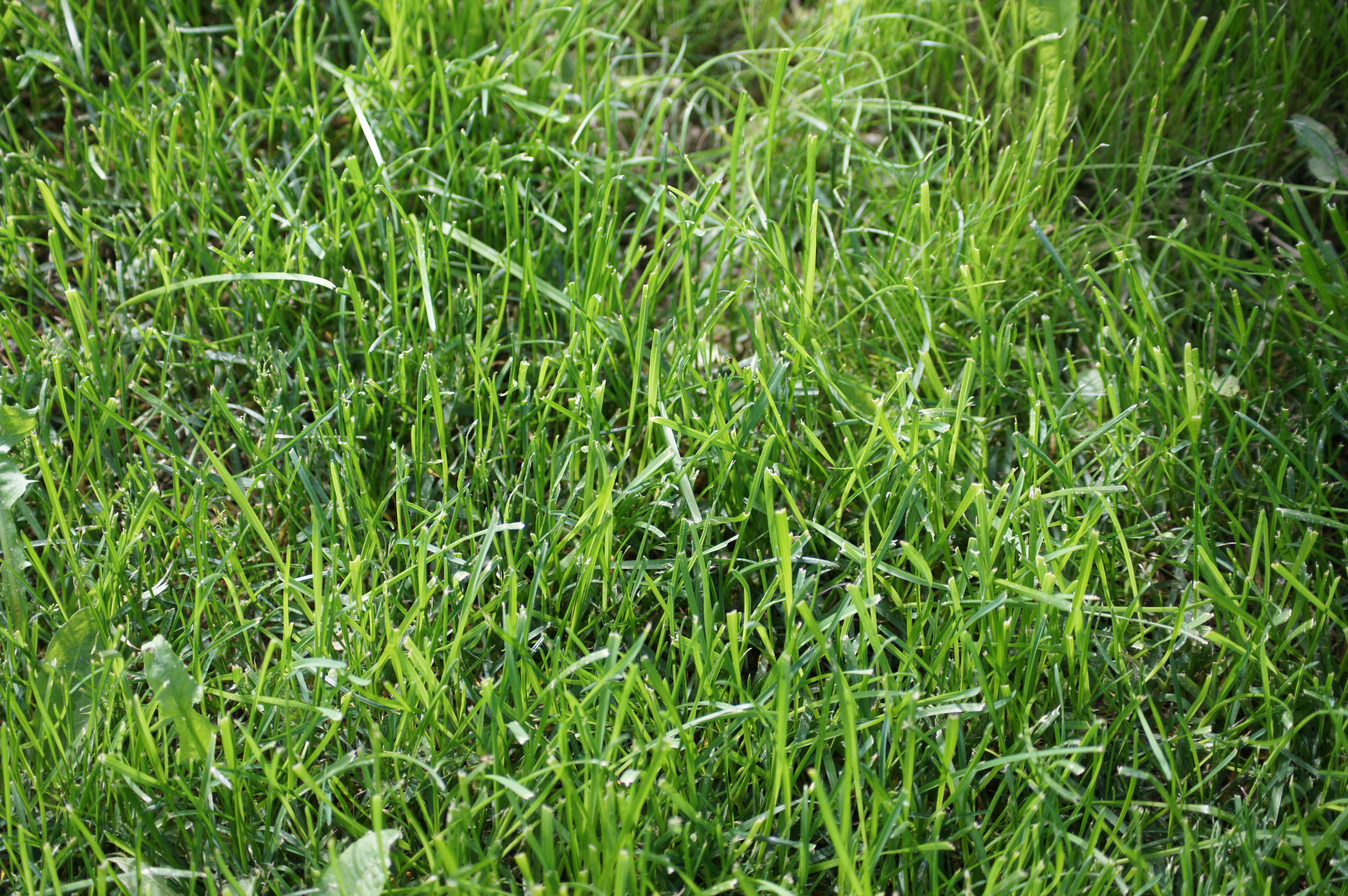 Sony Alpha DSLR-A450 sample photo. Sony dsc photography