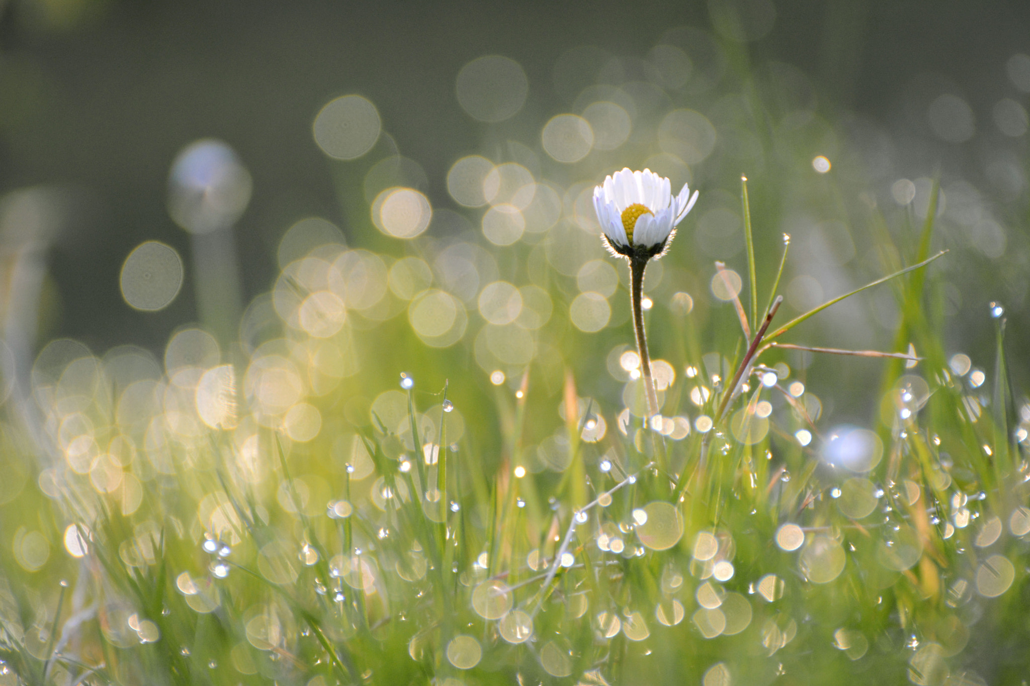 Nikon D7100 + AF Nikkor 20mm f/2.8 sample photo. Morning bokeh photography