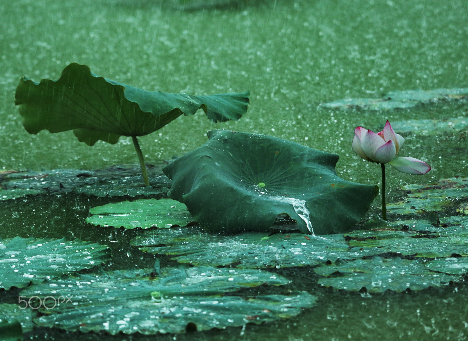 Canon EF 100-400mm F4.5-5.6L IS USM sample photo. Lotus in the rain photography
